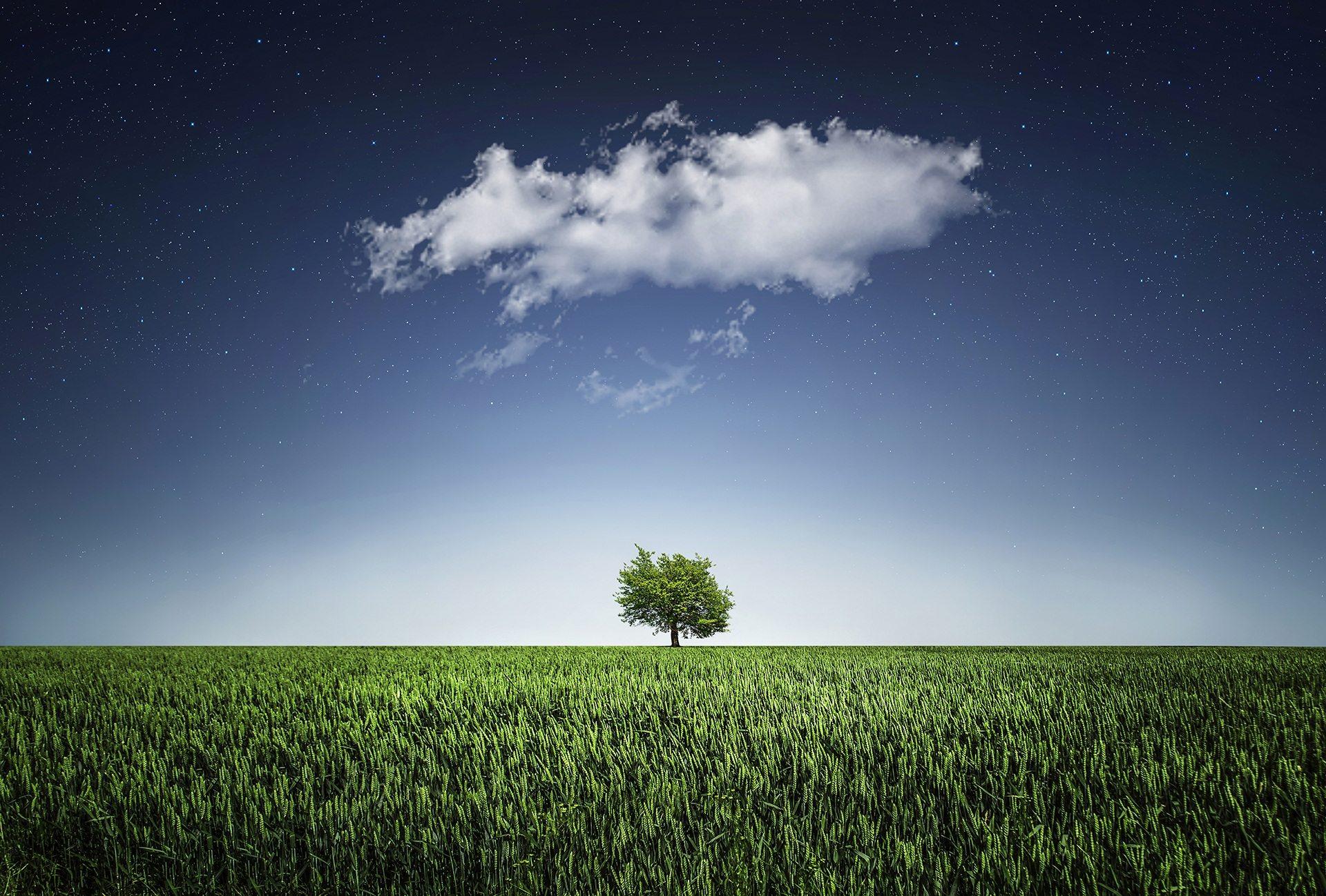 1920x1298 Beautiful Alone Tree Wallpaper Full HD Free Download