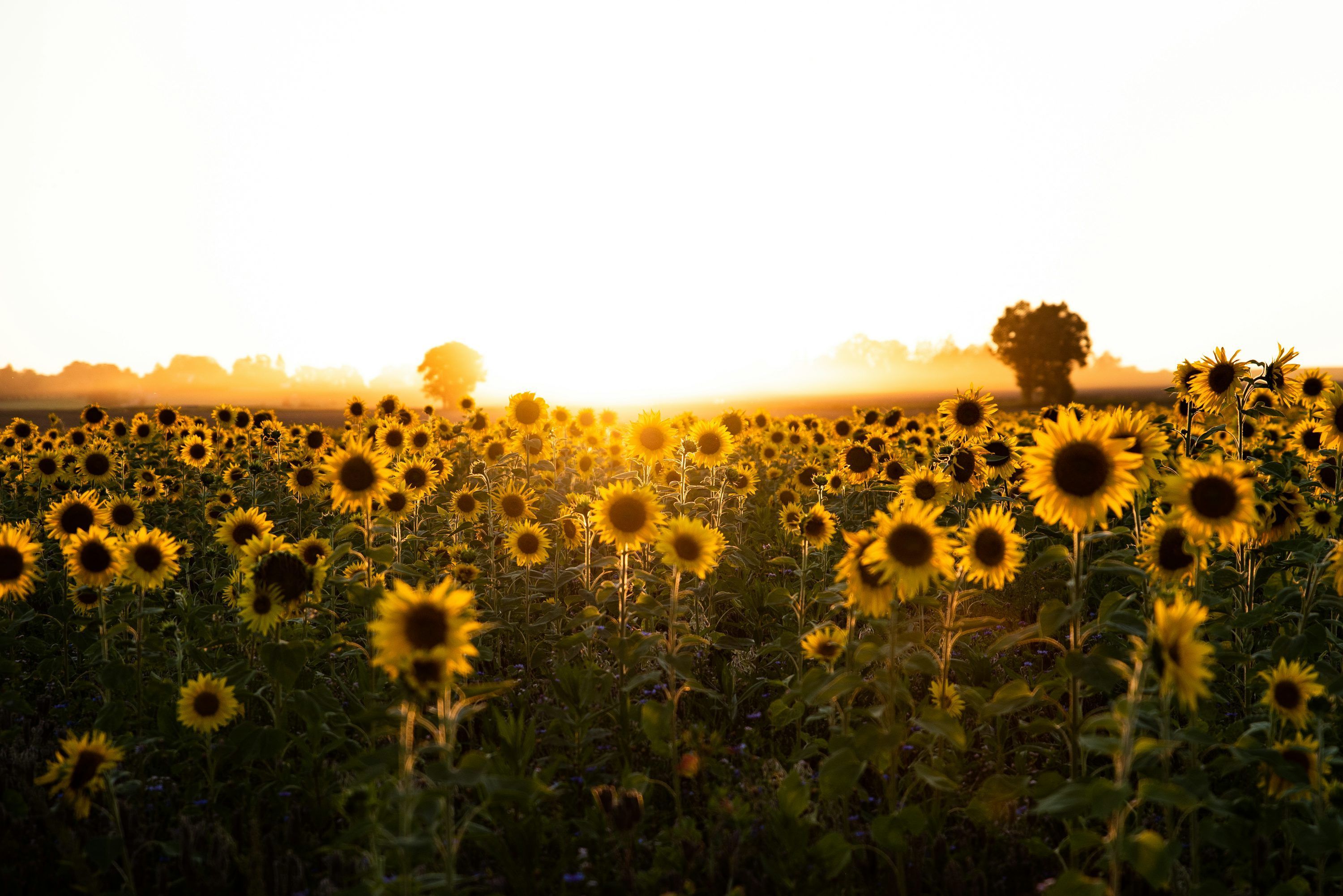 3000x2002 Sunflower Landscape Picture. Download