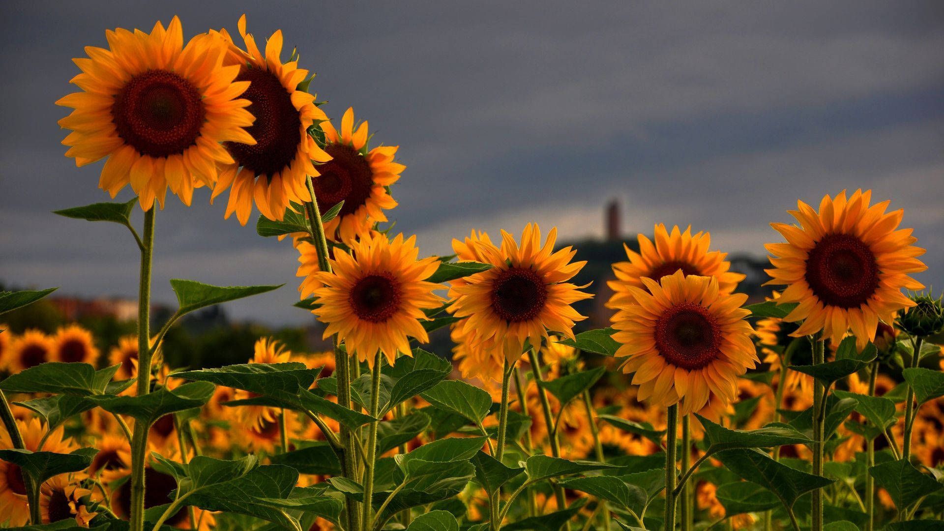 1920x1080 Download Sunflower Wallpaper