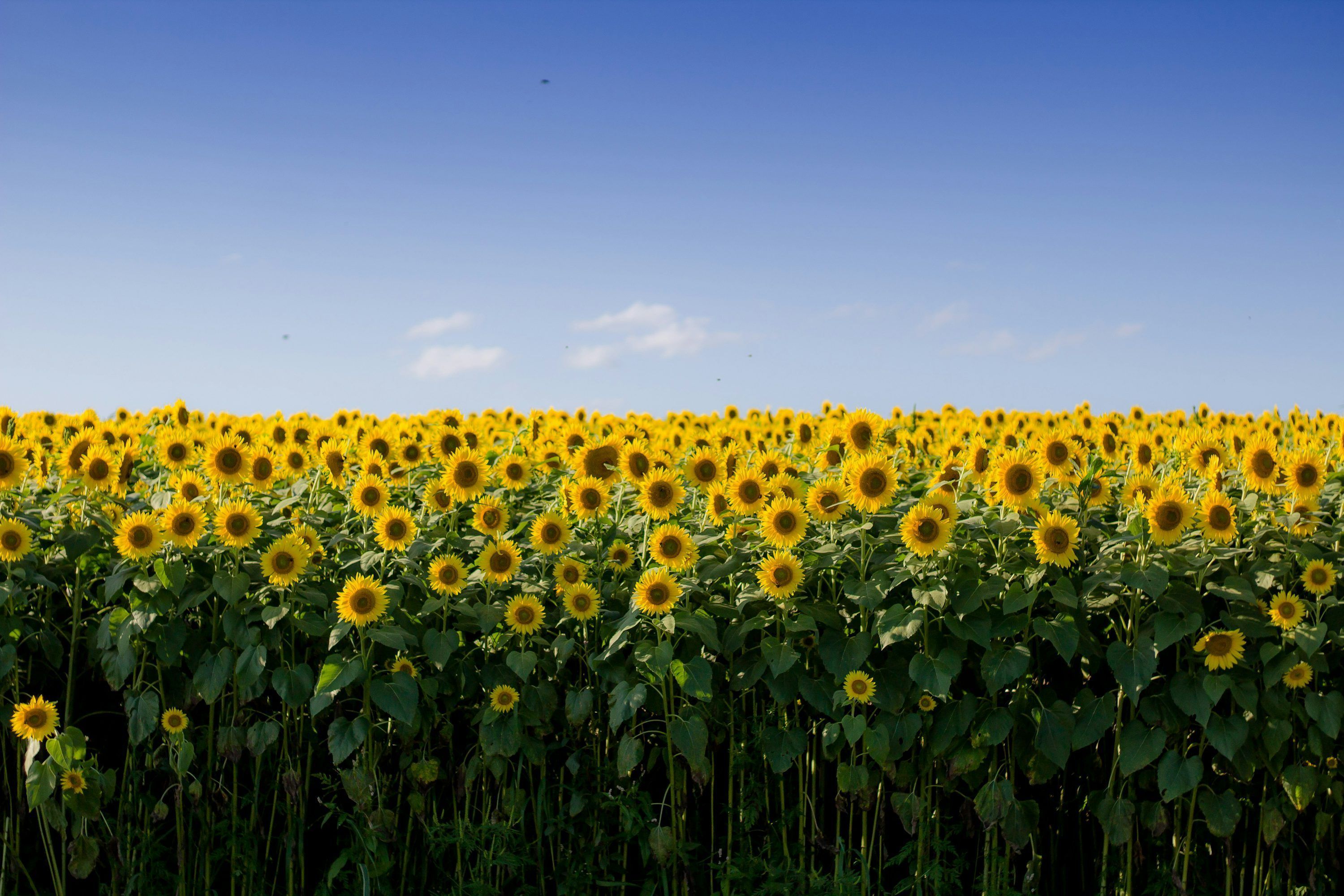 3000x2000 Sunflower Field Picture HQ