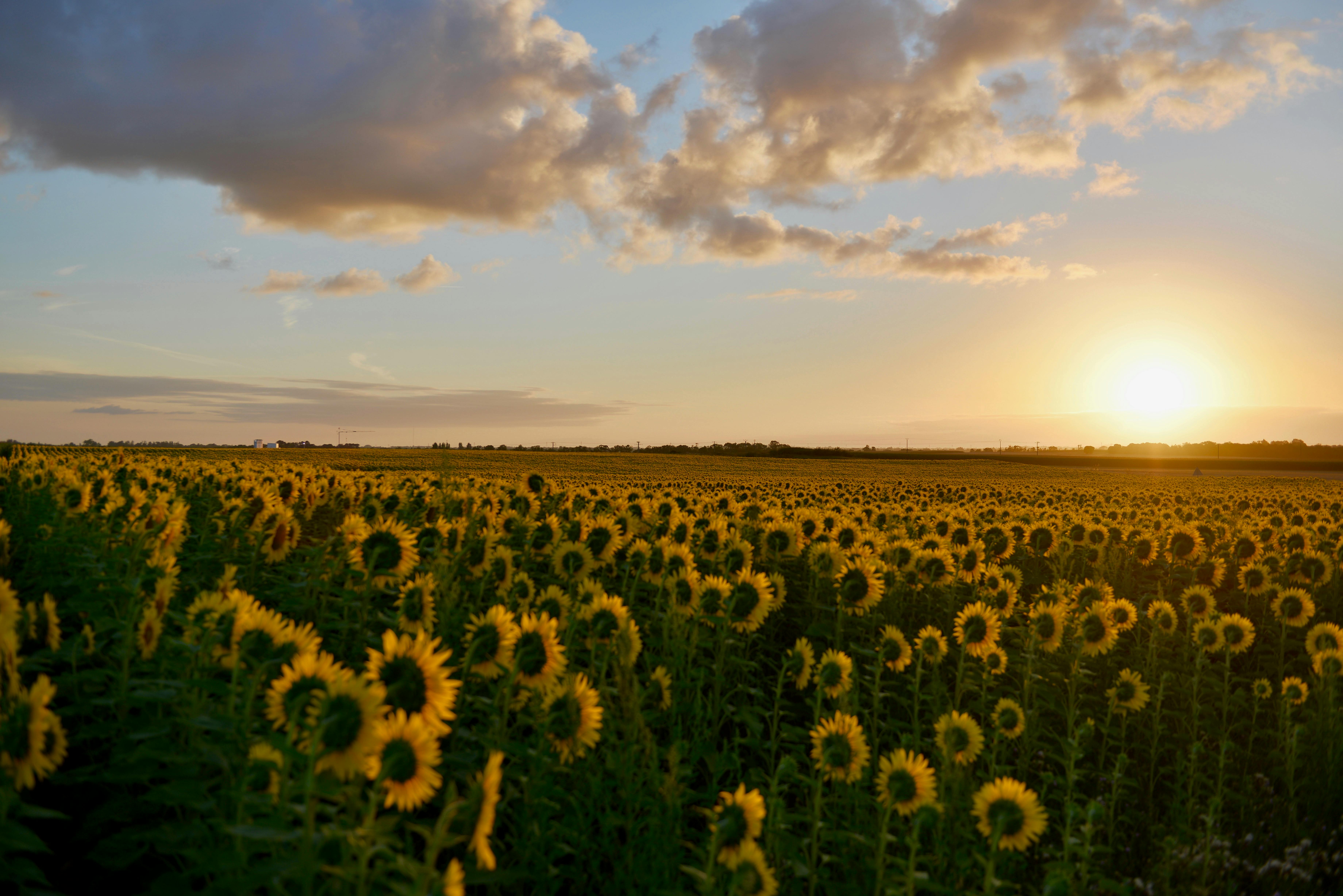 7360x4912 Best Sunflower Photo · 100