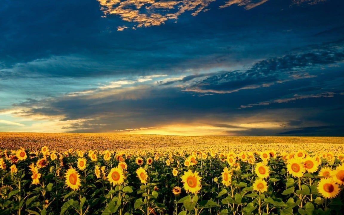 1152x720 Ukrainian sunflower landscape : r