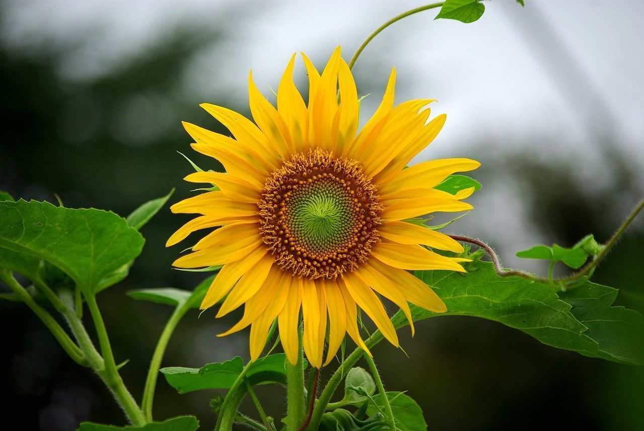 1280x857 Free Sunflower Field Landscape