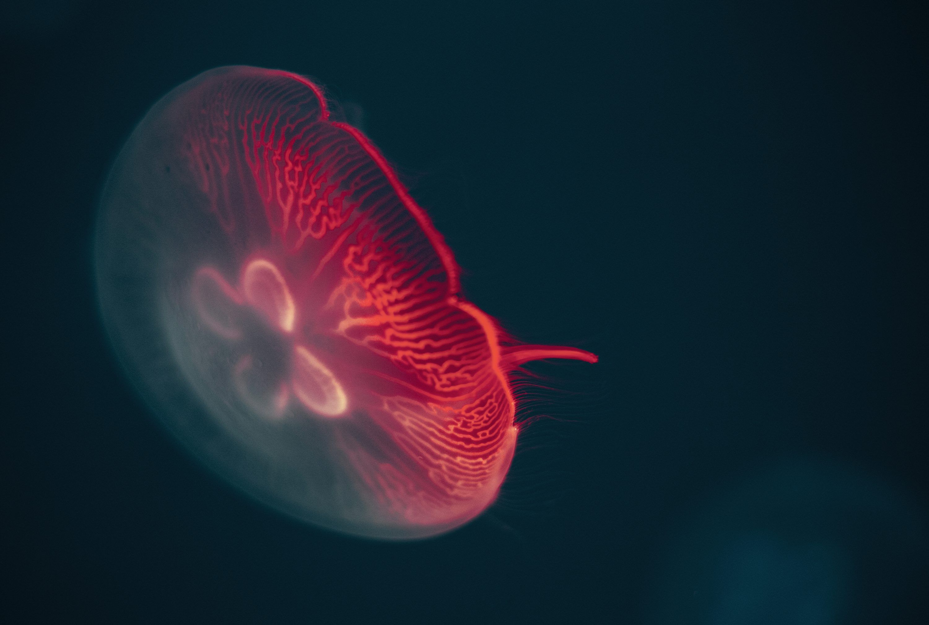3000x2017 Red jellyfish in dark room photo