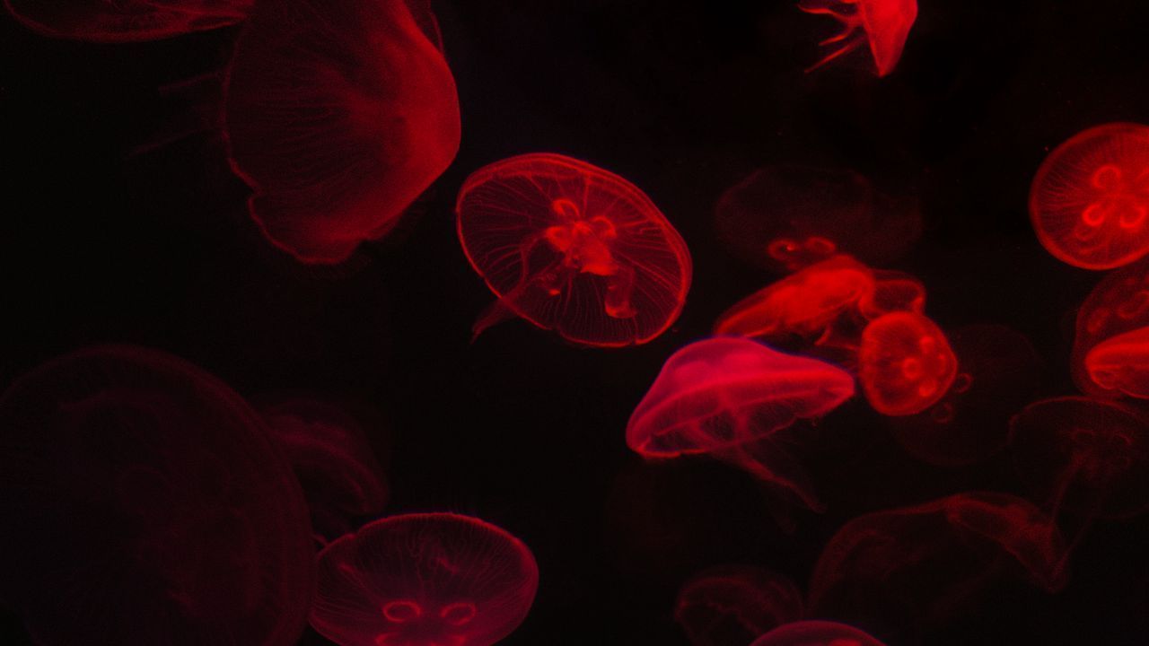 1280x720 Wallpaper jellyfish, underwater world