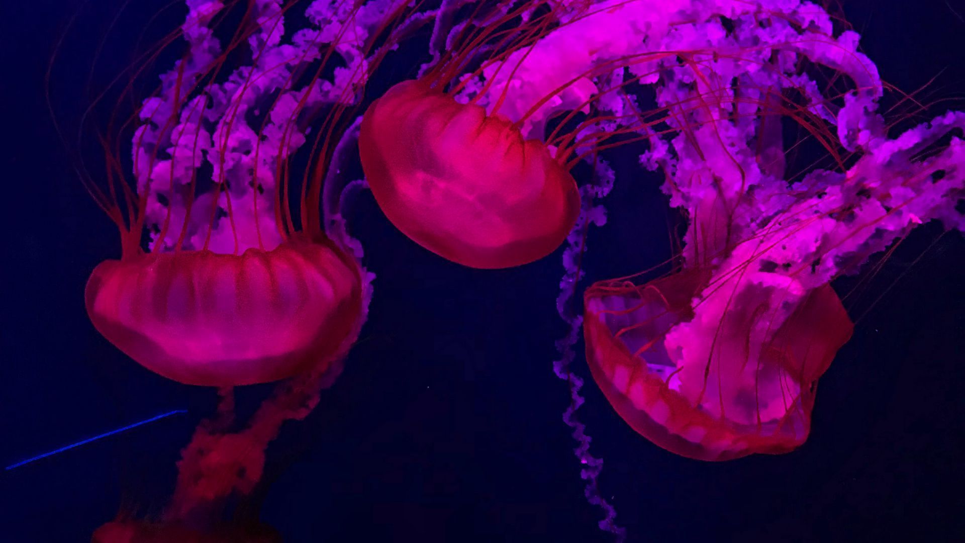 1920x1080 Download wallpaper 1920x1080 jellyfish, red, purple, water, underwater full hd, hdtv, fhd, 1080p HD background