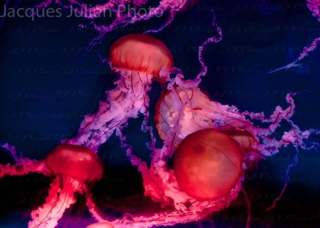 1074x767 Red Jellyfish Royalty Stock