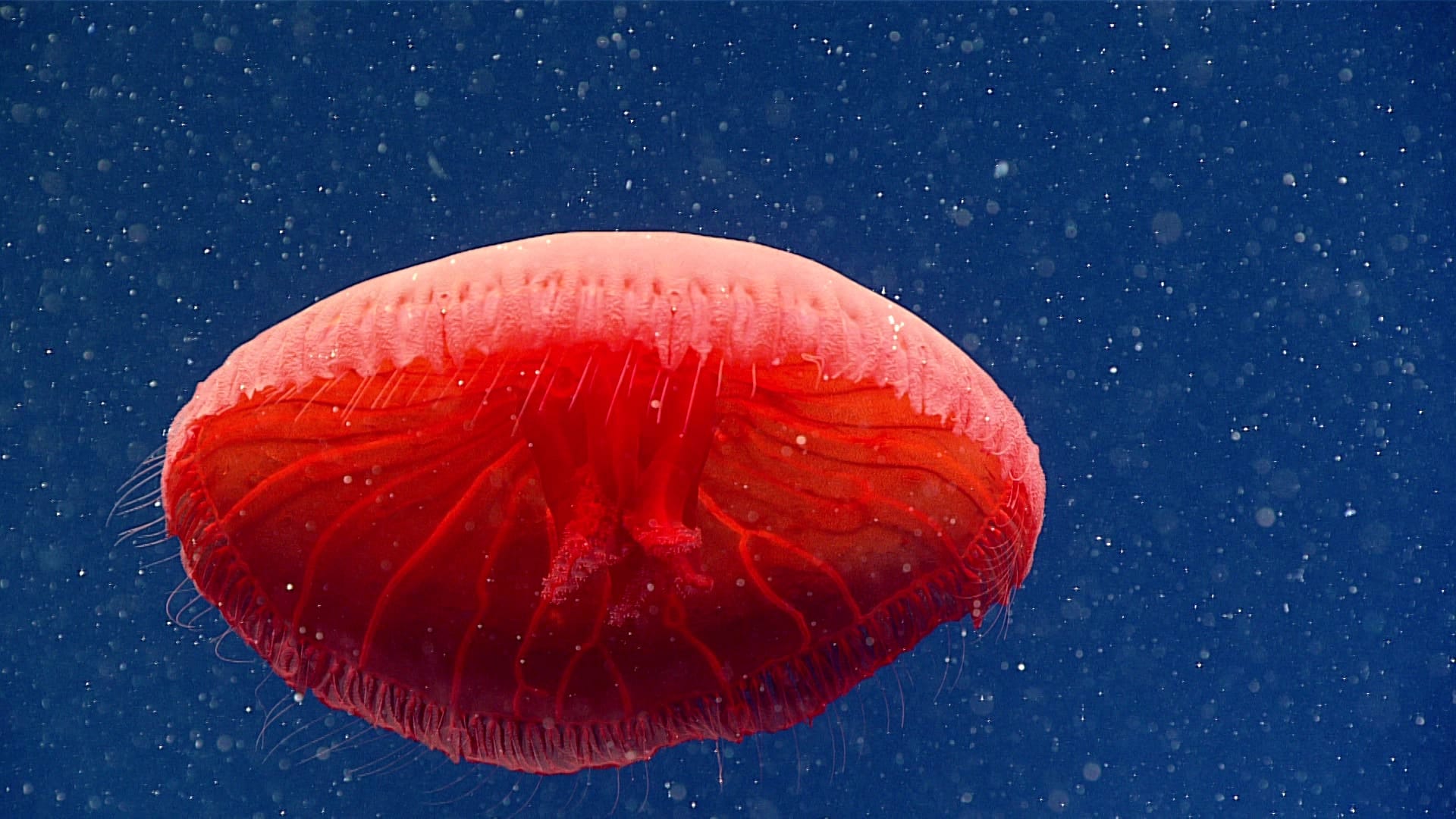 1920x1080 Red Jellyfish Species