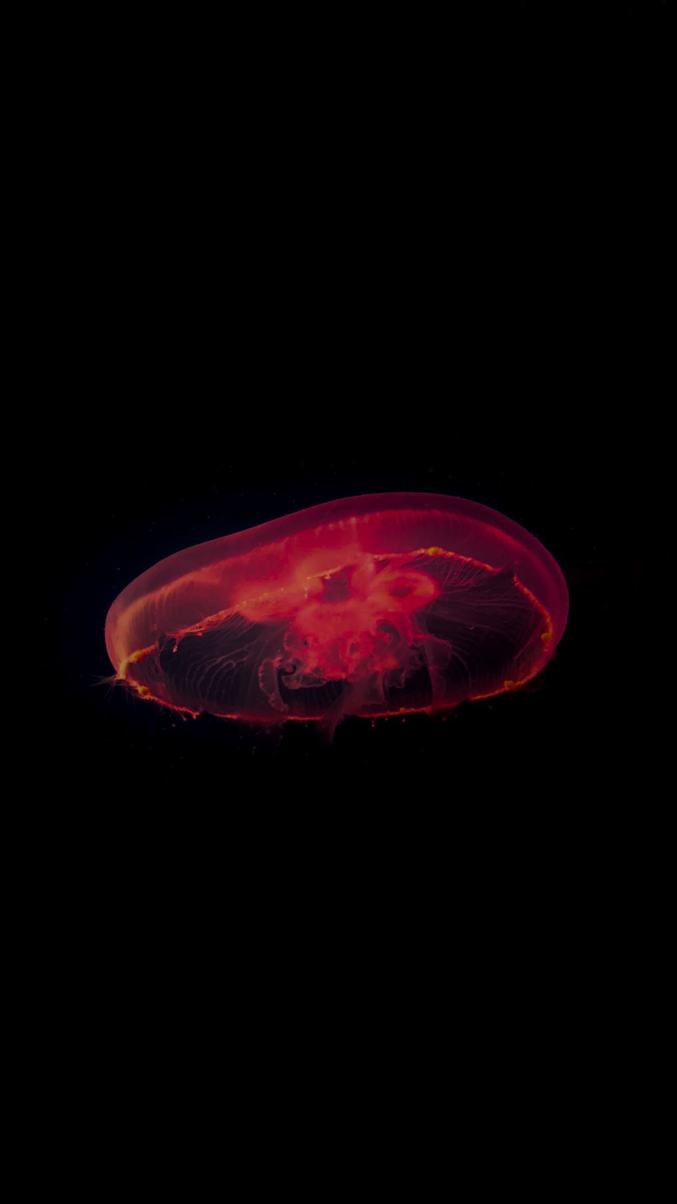 1350x2400 Download wallpaper 1350x2400 jellyfish