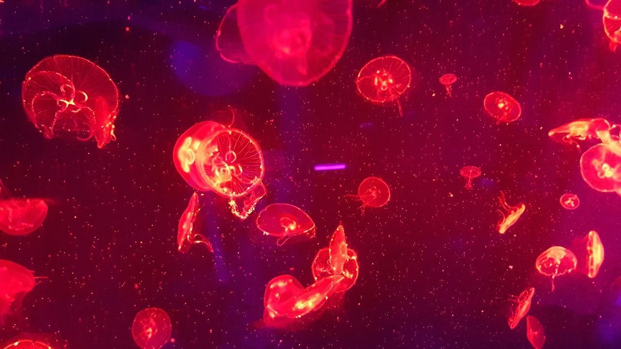 1280x720 Jellyfish Aquarium Underwater