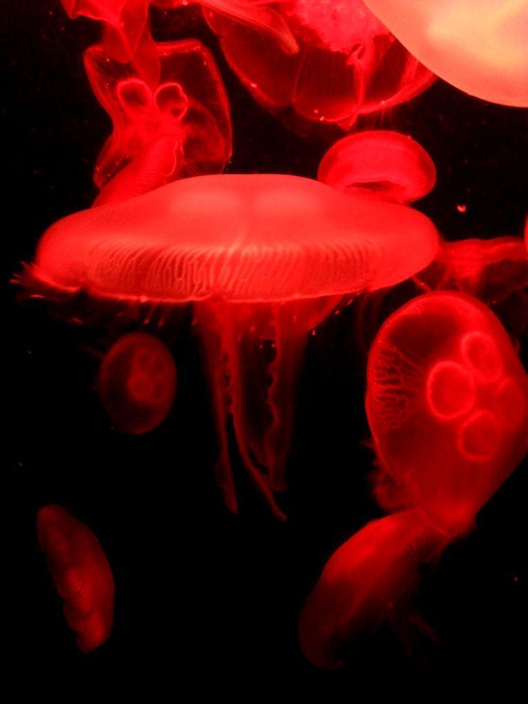 768x1024 Jellyfish at S.E.A. Aquarium Resort