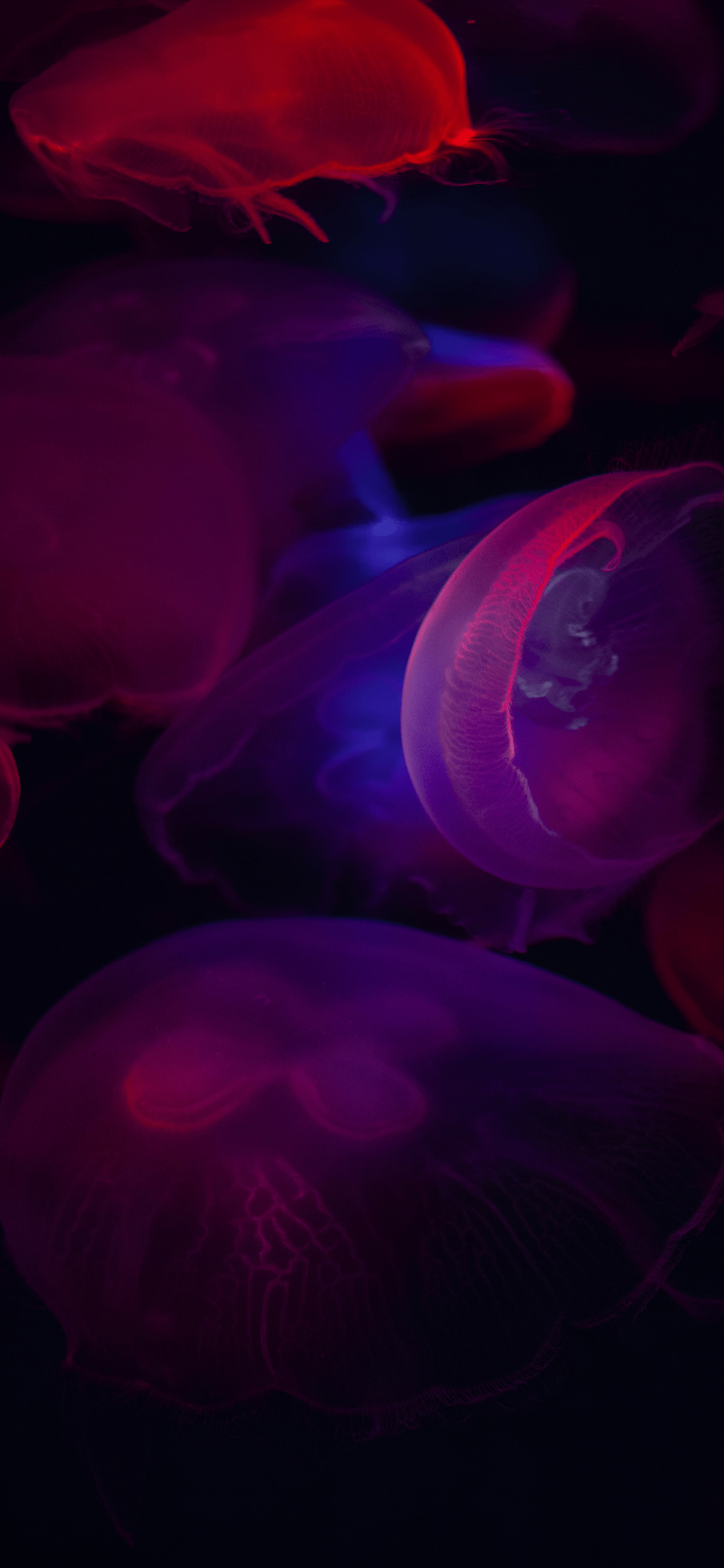 1242x2688 Jellyfish Wallpaper for iPhone Pro