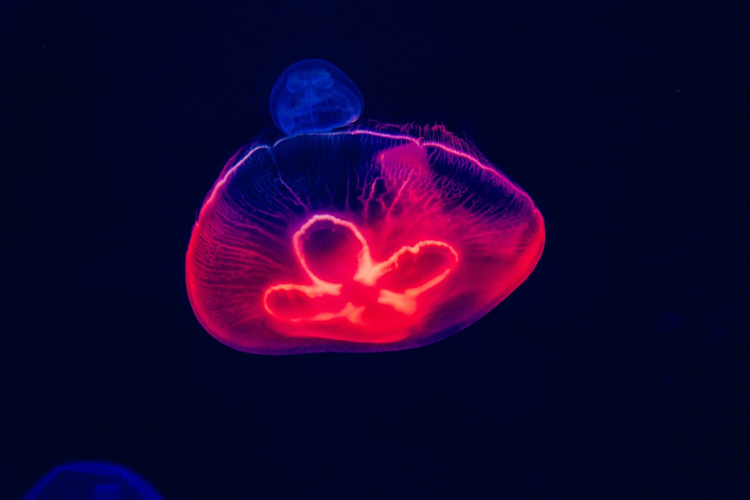 2400x1600 Underwater Animal Jellyfish HD Wallpaper