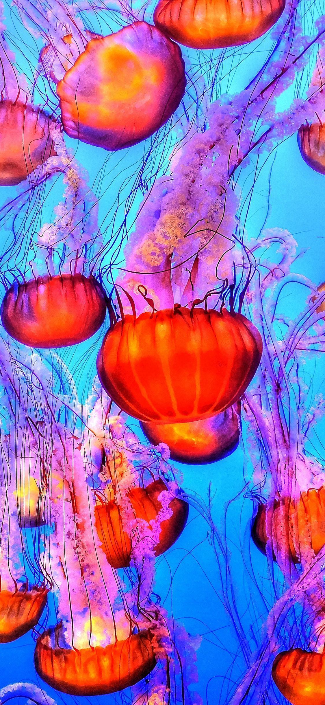 1125x2436 Jellyfish iPhone Wallpaper