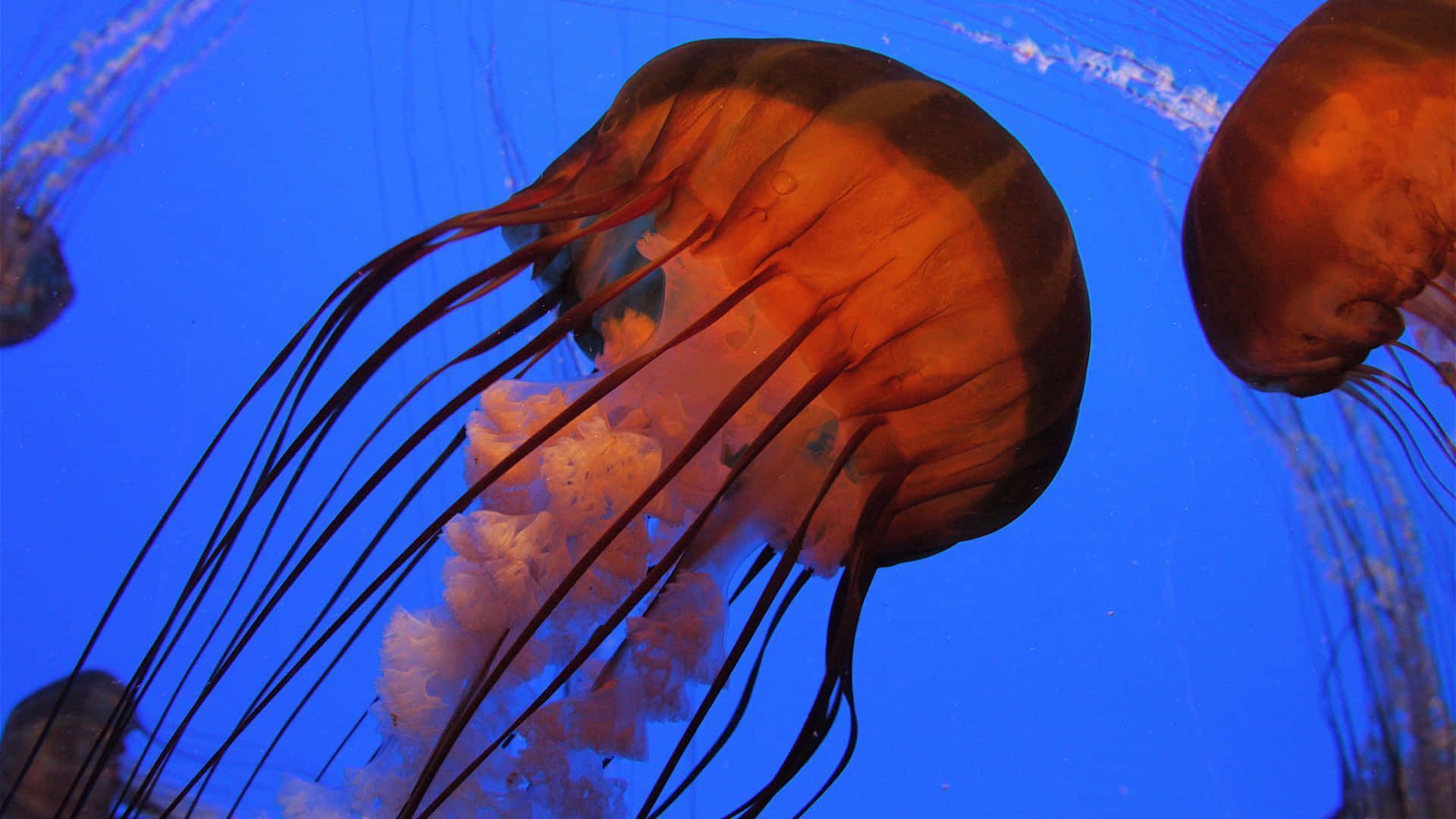1920x1080 Download free Colorful Jellyfish That