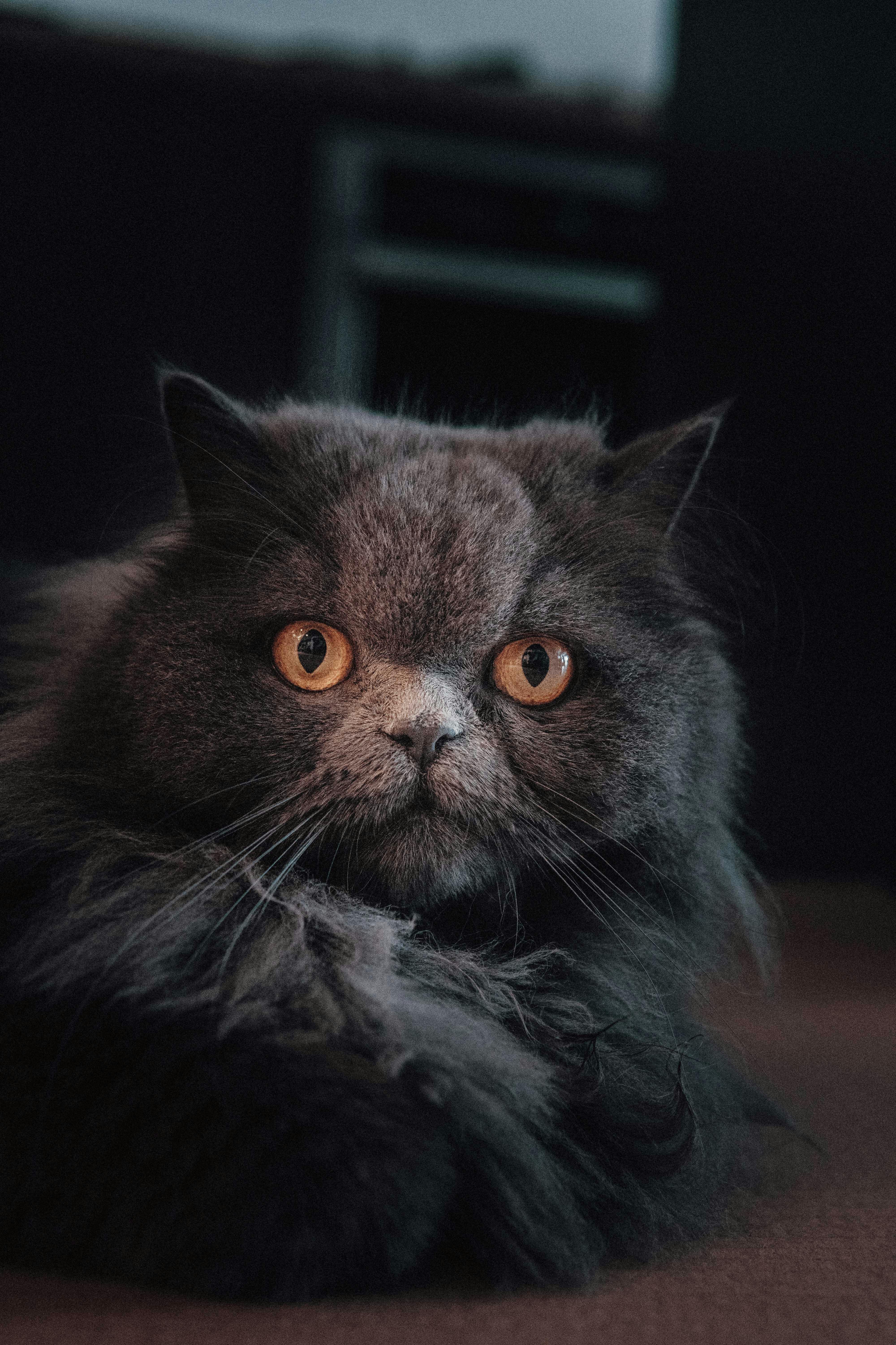 4000x6000 Grey Persian Cat · Free