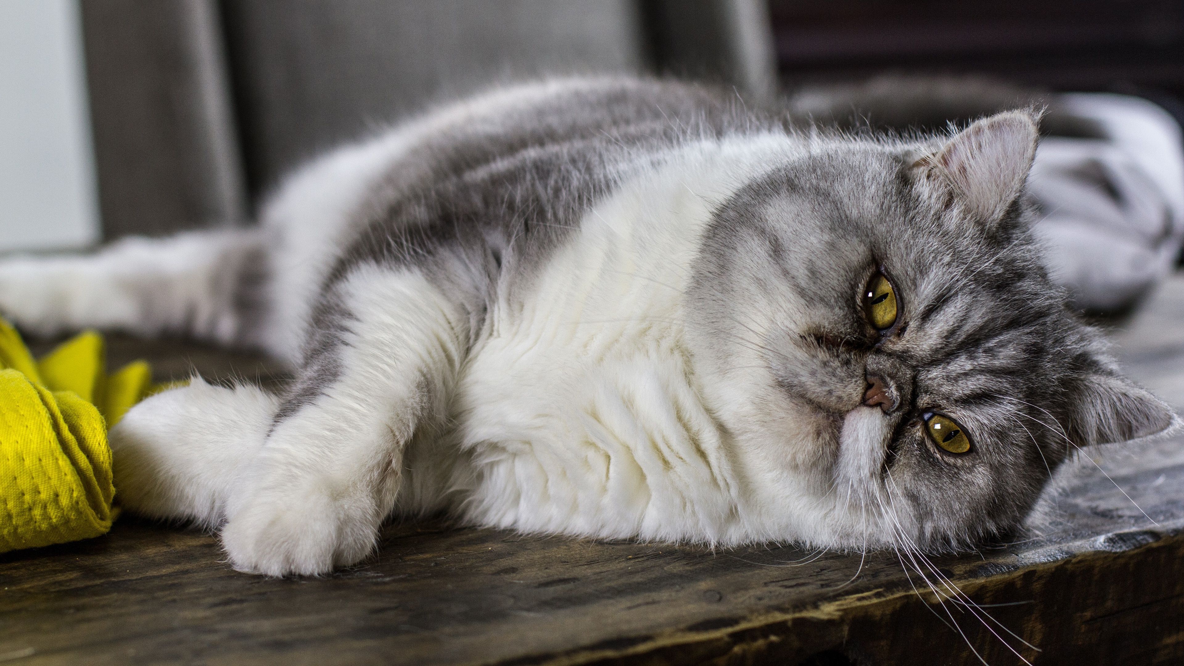 3840x2160 Download Cat Animal Persian Cat 4k