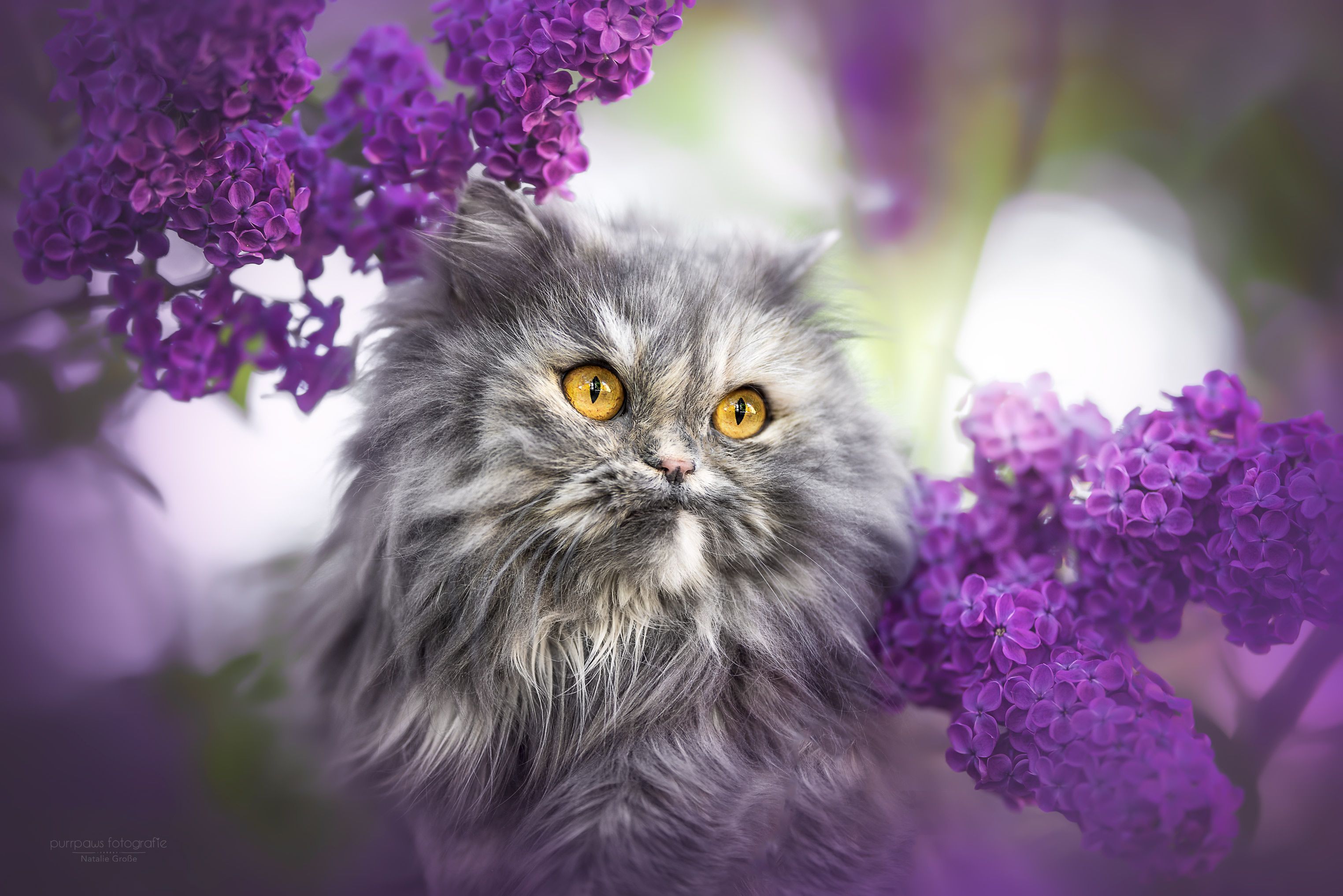 3048x2035 Persian Cat Lilac Animal Cat HD Wallpaper