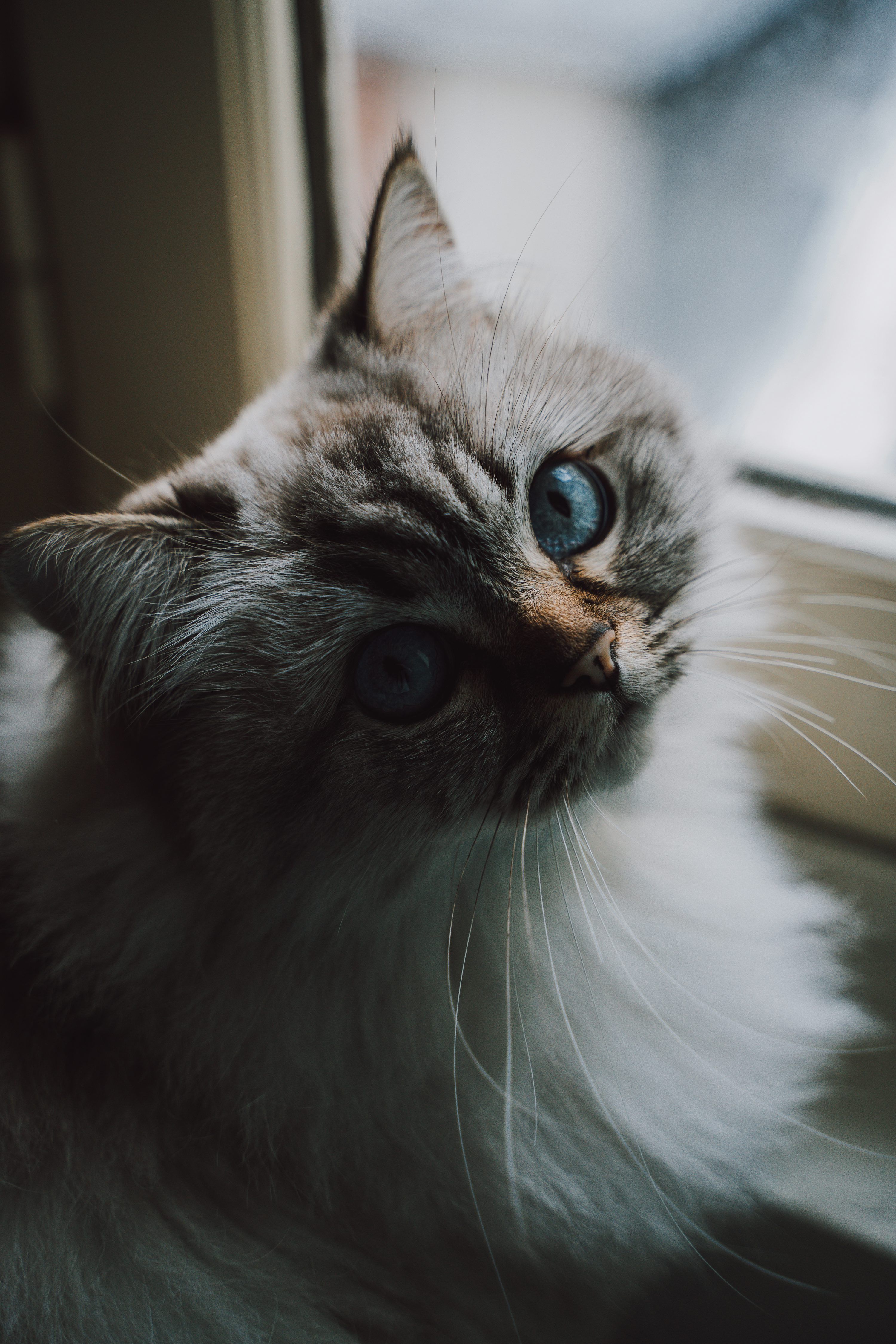 3000x4498 White and brown Persian cat photo