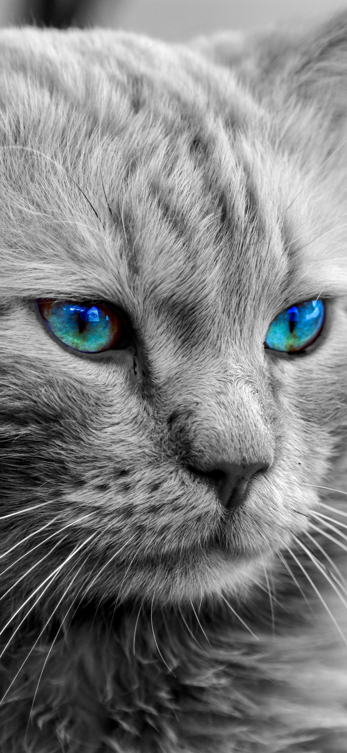 1125x2436 Wallpaper Persian Cat, Maine Coon, Siberian Cat, Ragdoll, Tabby Cat, Background Free Image