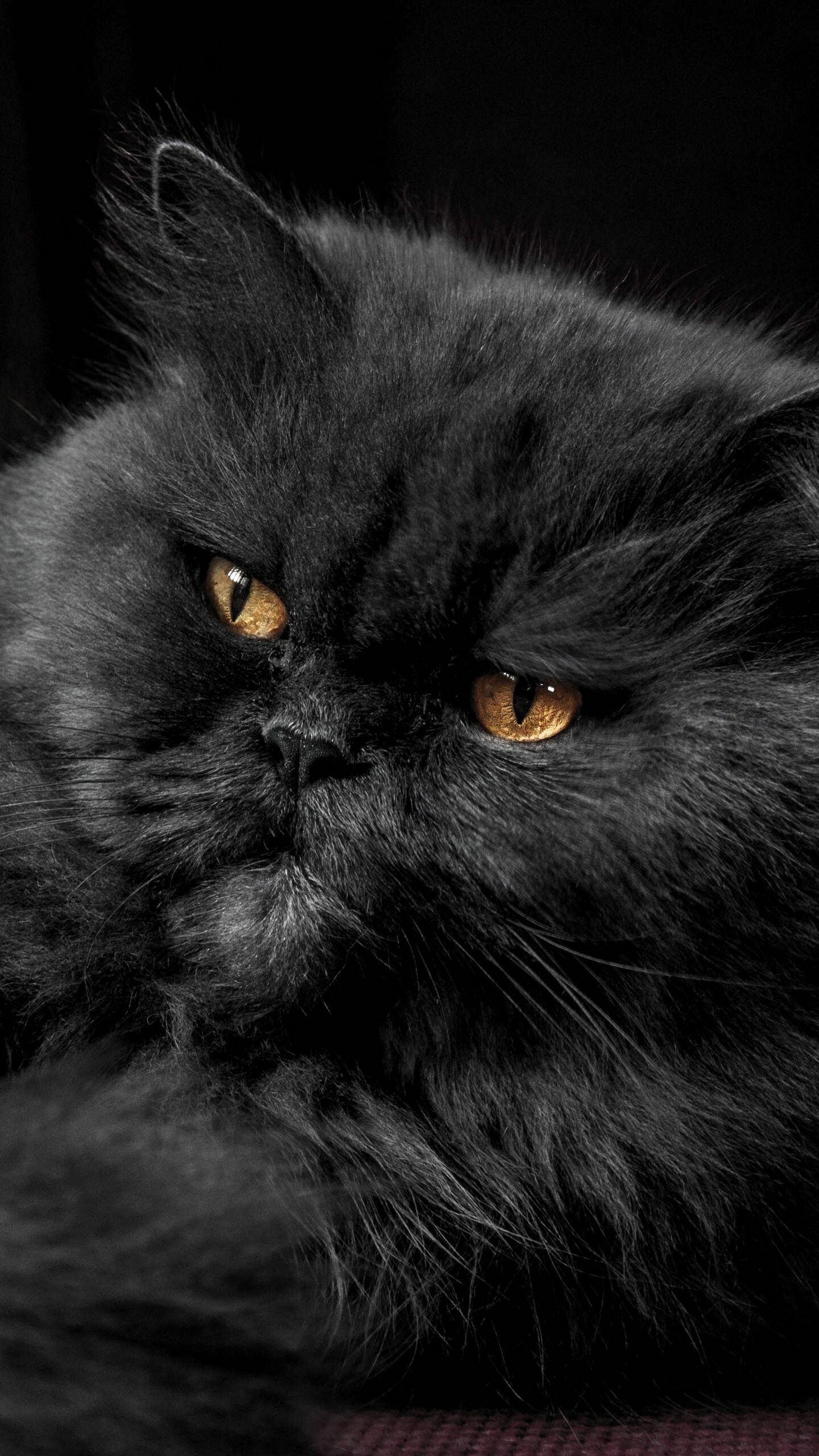 1440x2560 Persian Cat Wallpaper 28 image