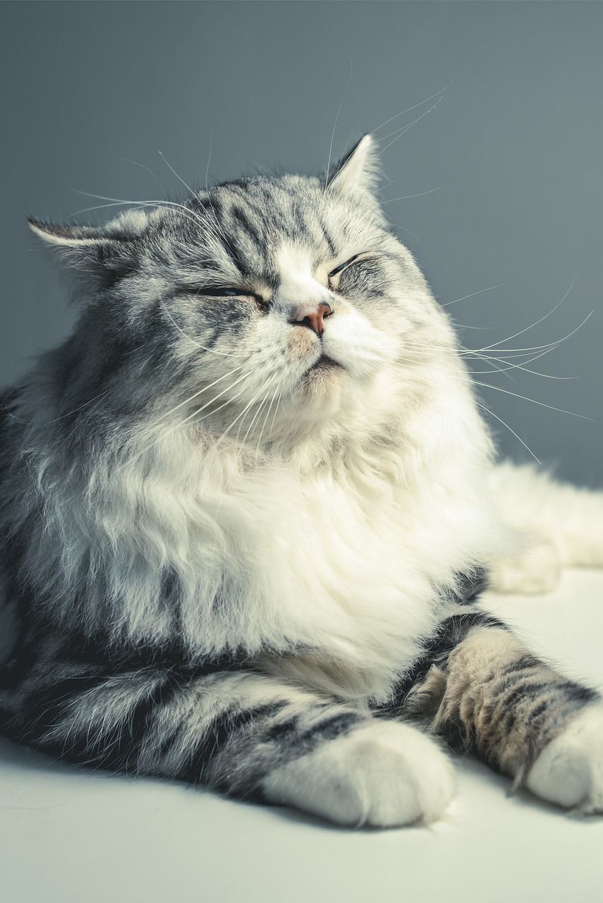 854x1280 Cat Persian Breed Black Grey