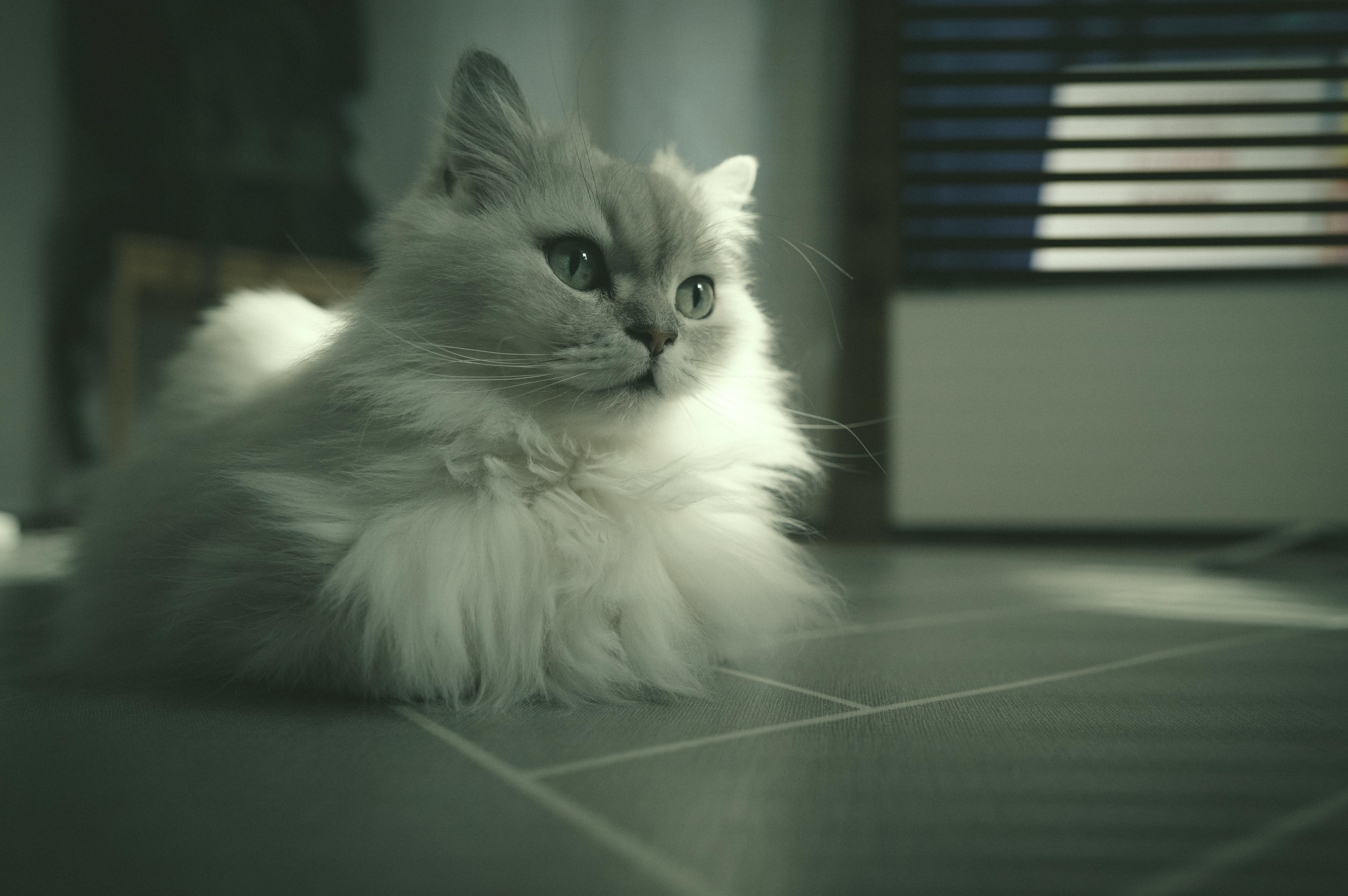 8192x5445 Persian Cat · Free