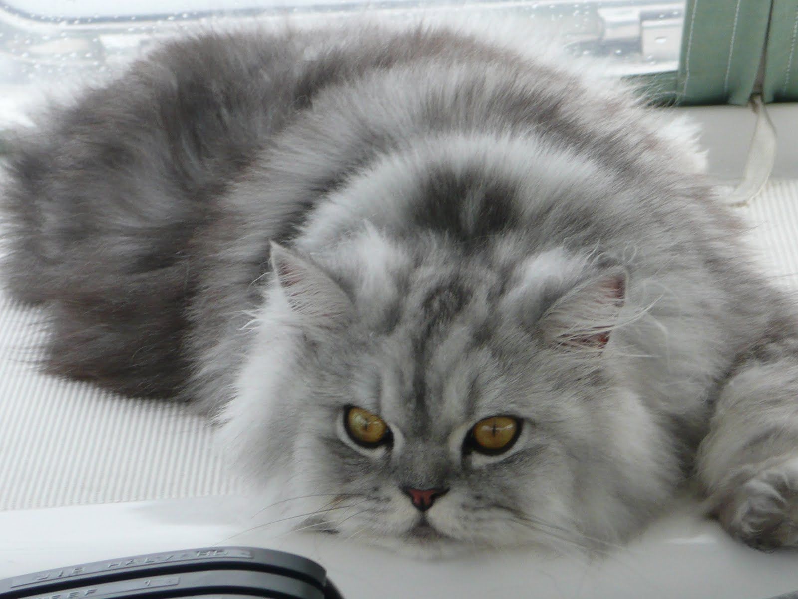 1600x1200 White Grey Persian Cat 2024