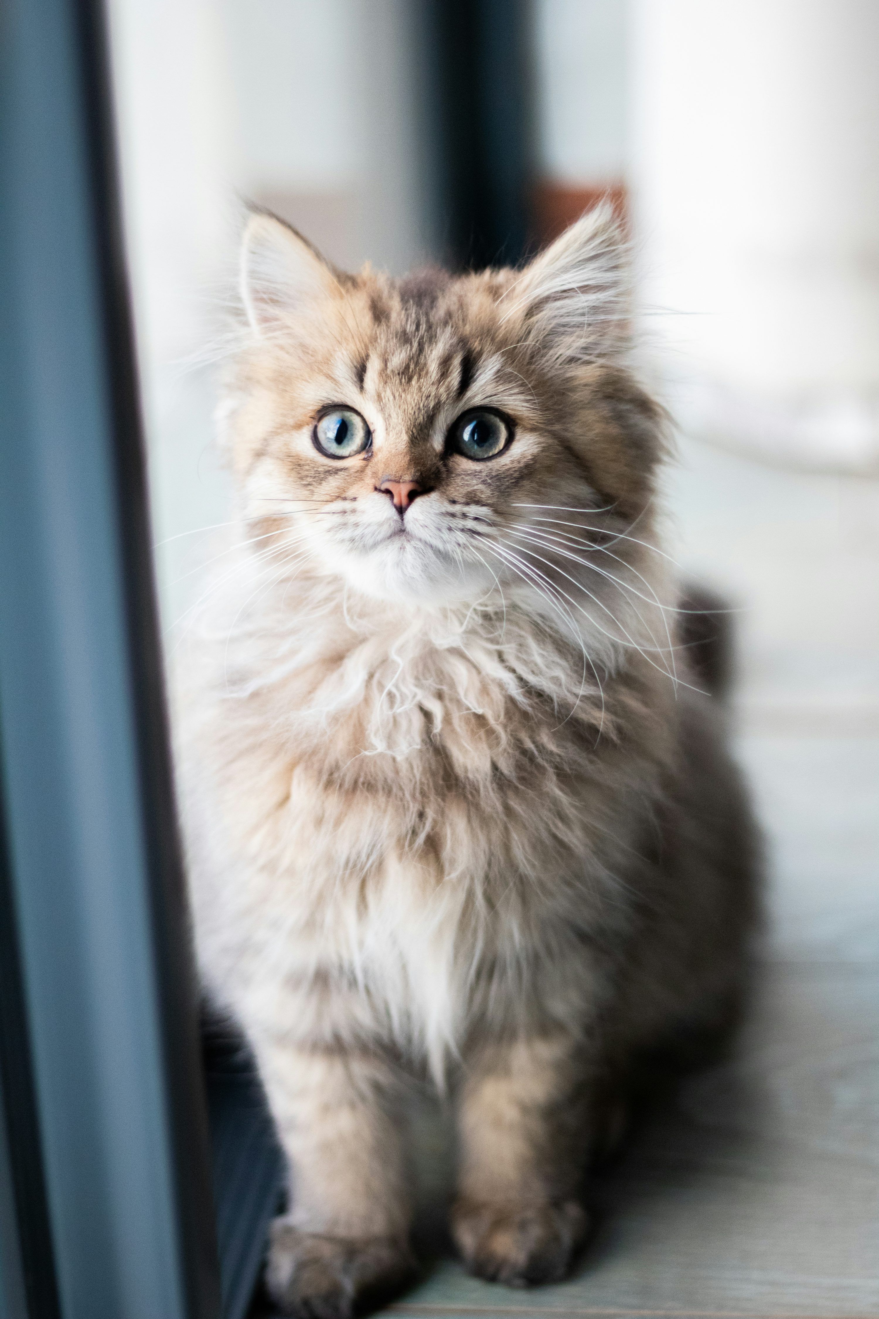 3000x4500 Grey and brown tabby cat photo