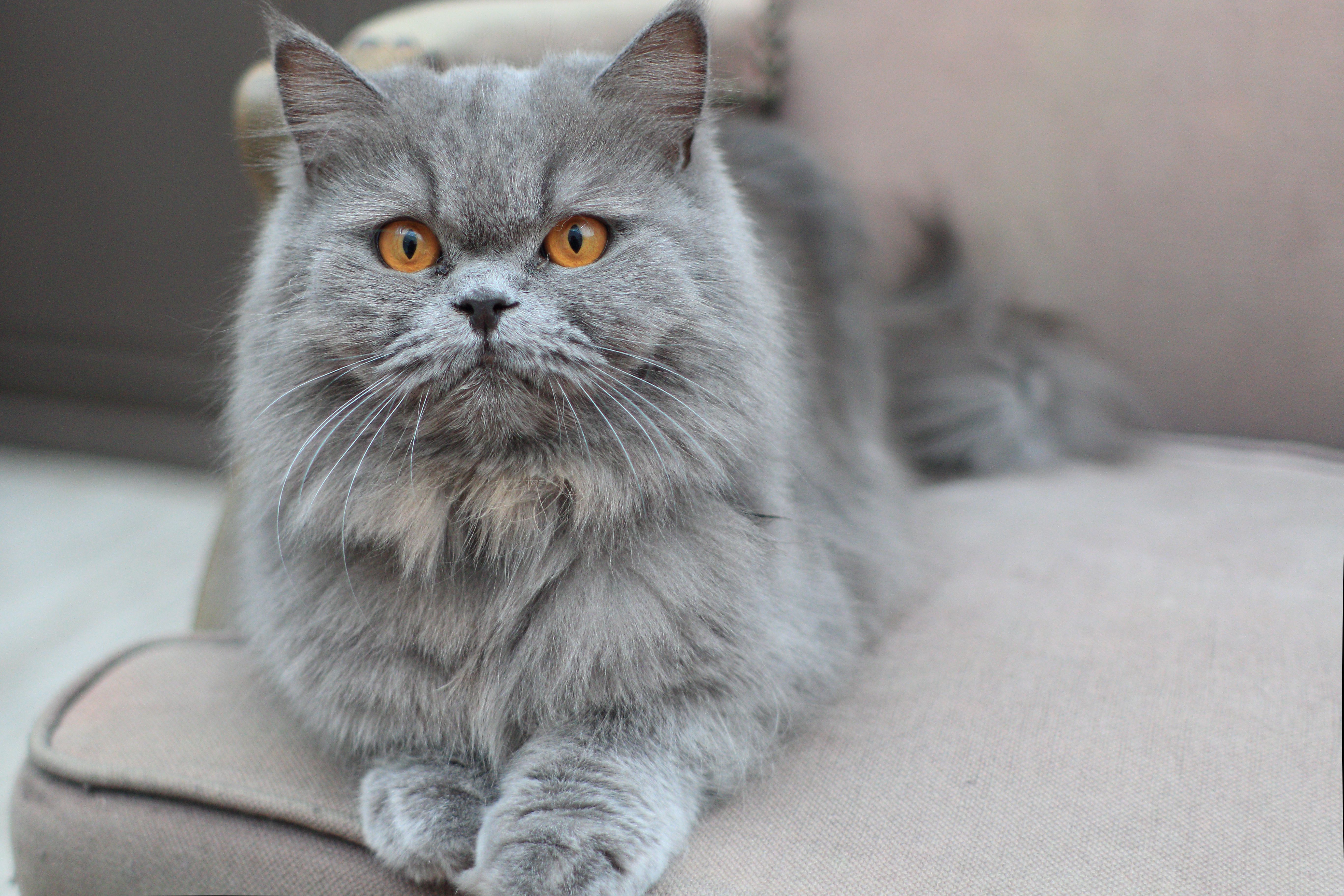 5472x3648 Facts About Persian Cats