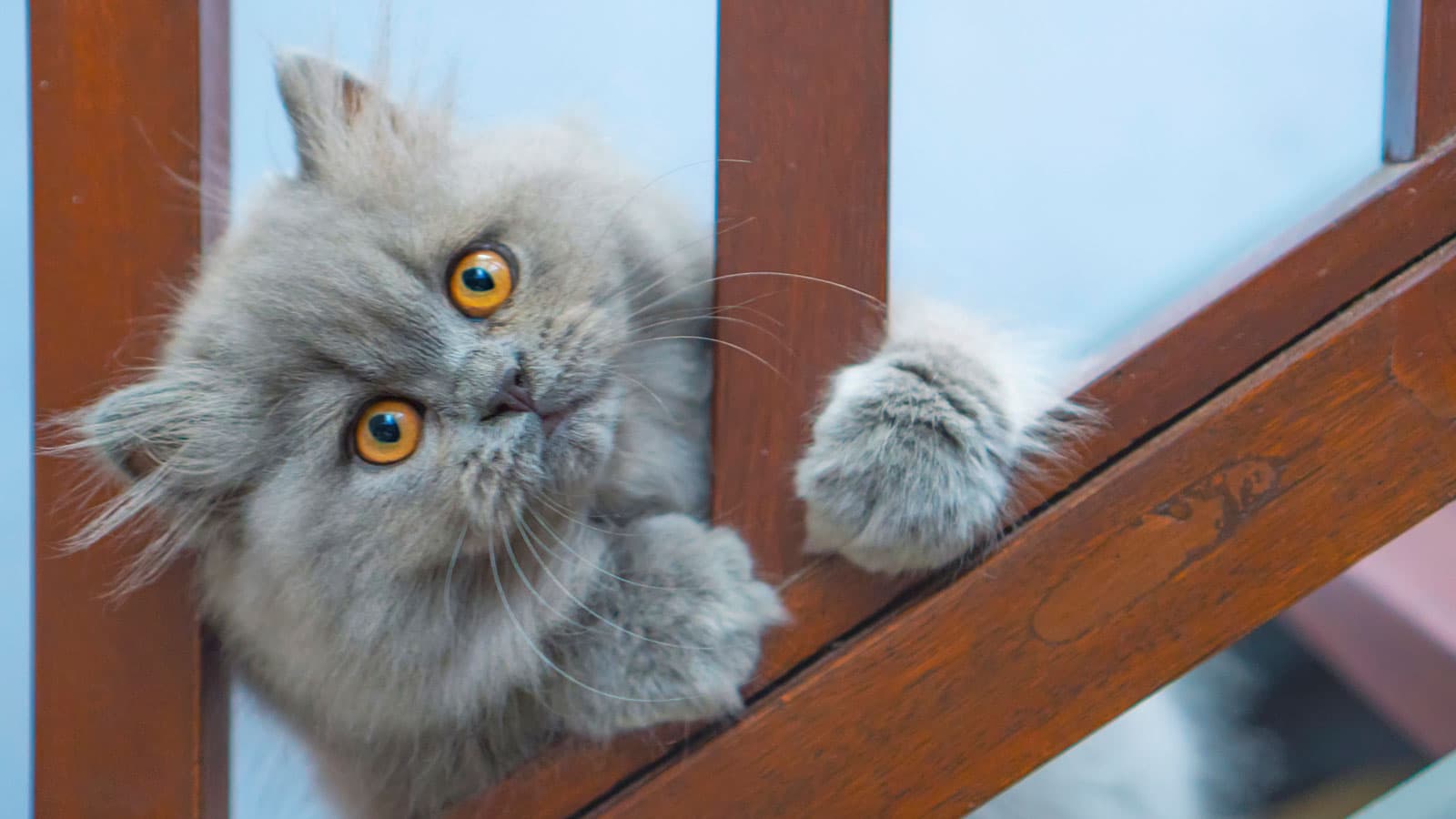 1600x900 The Mysteries of Persian Cat