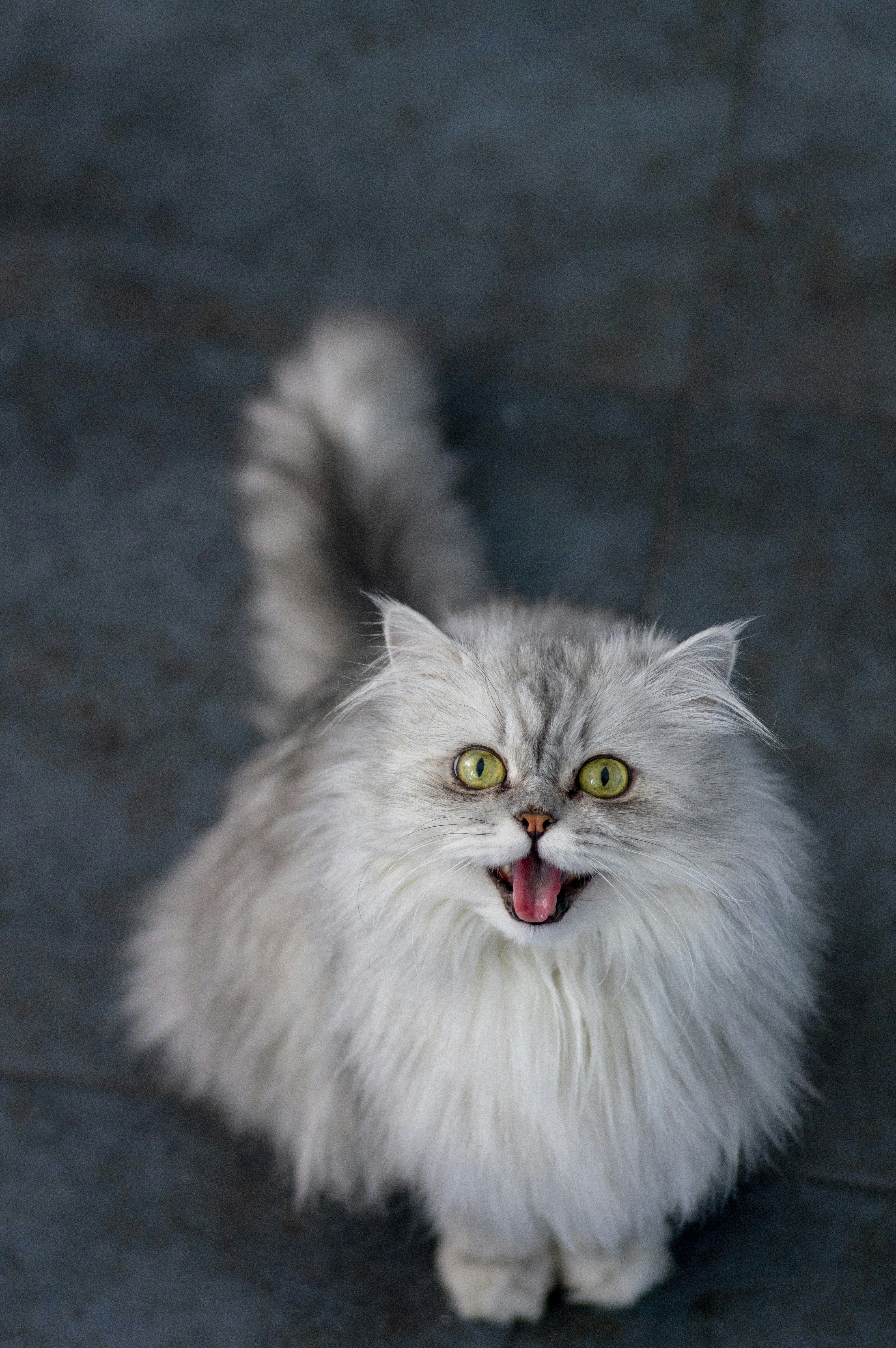 4000x6016 Reasons to Love Your Persian Cat