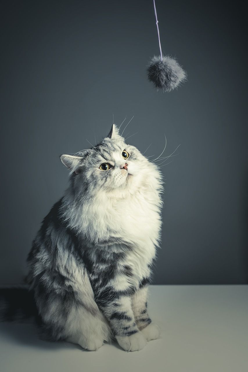 854x1280 Cat Persian Breed Black Grey