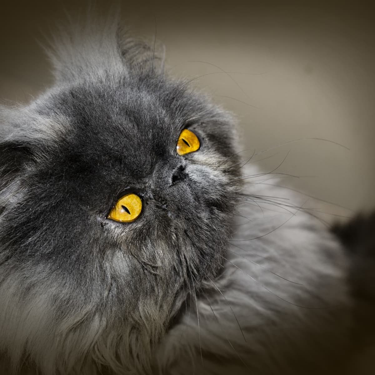 1200x1200 The Old Persian Cat Species