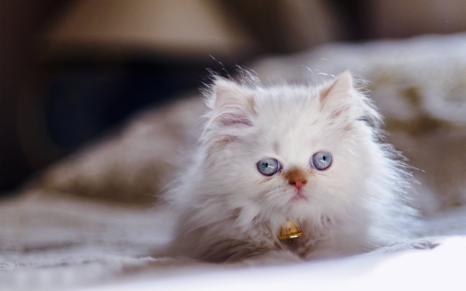 1920x1200 Download Himalayan Cat Cat Blue Eyes