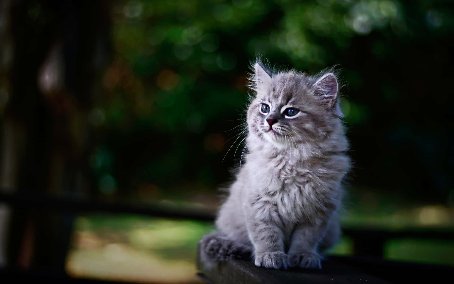 1920x1200 Kitten Cat Picture