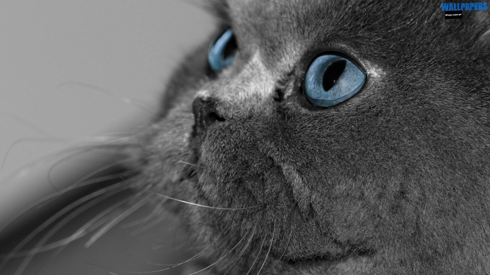 1600x900 cat. Wallpaper 29 HD