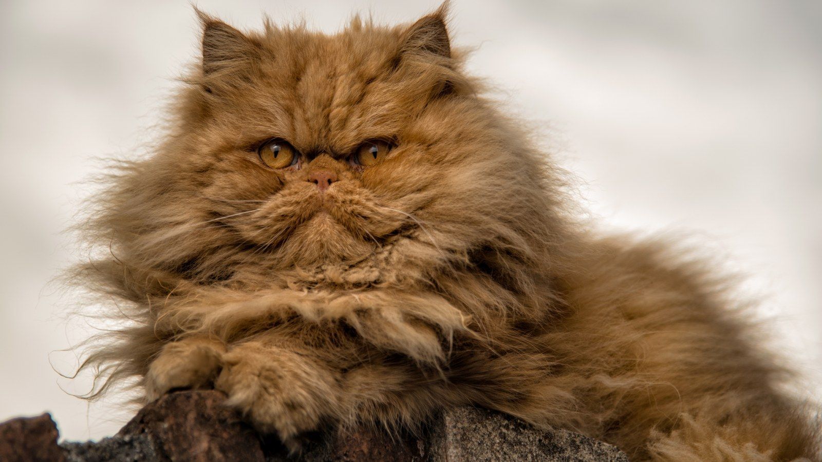 1600x900 Persian Cat Goes Viral Thanks to
