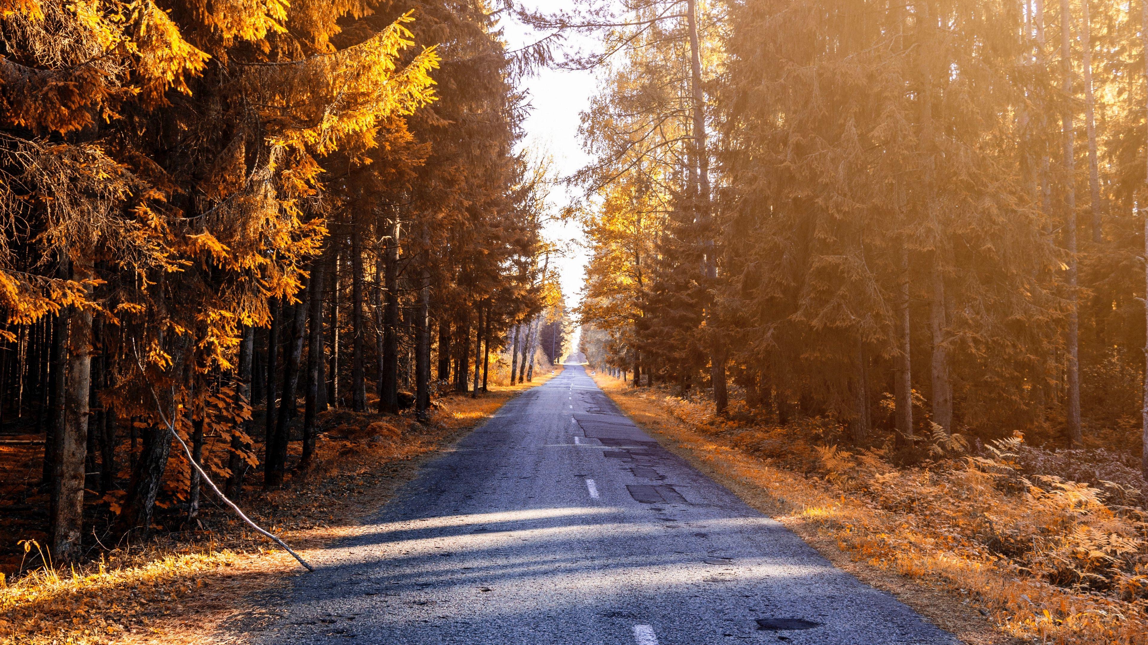 3840x2160 Download wallpaper 3840x2160 autumn, road, forest, sunlight