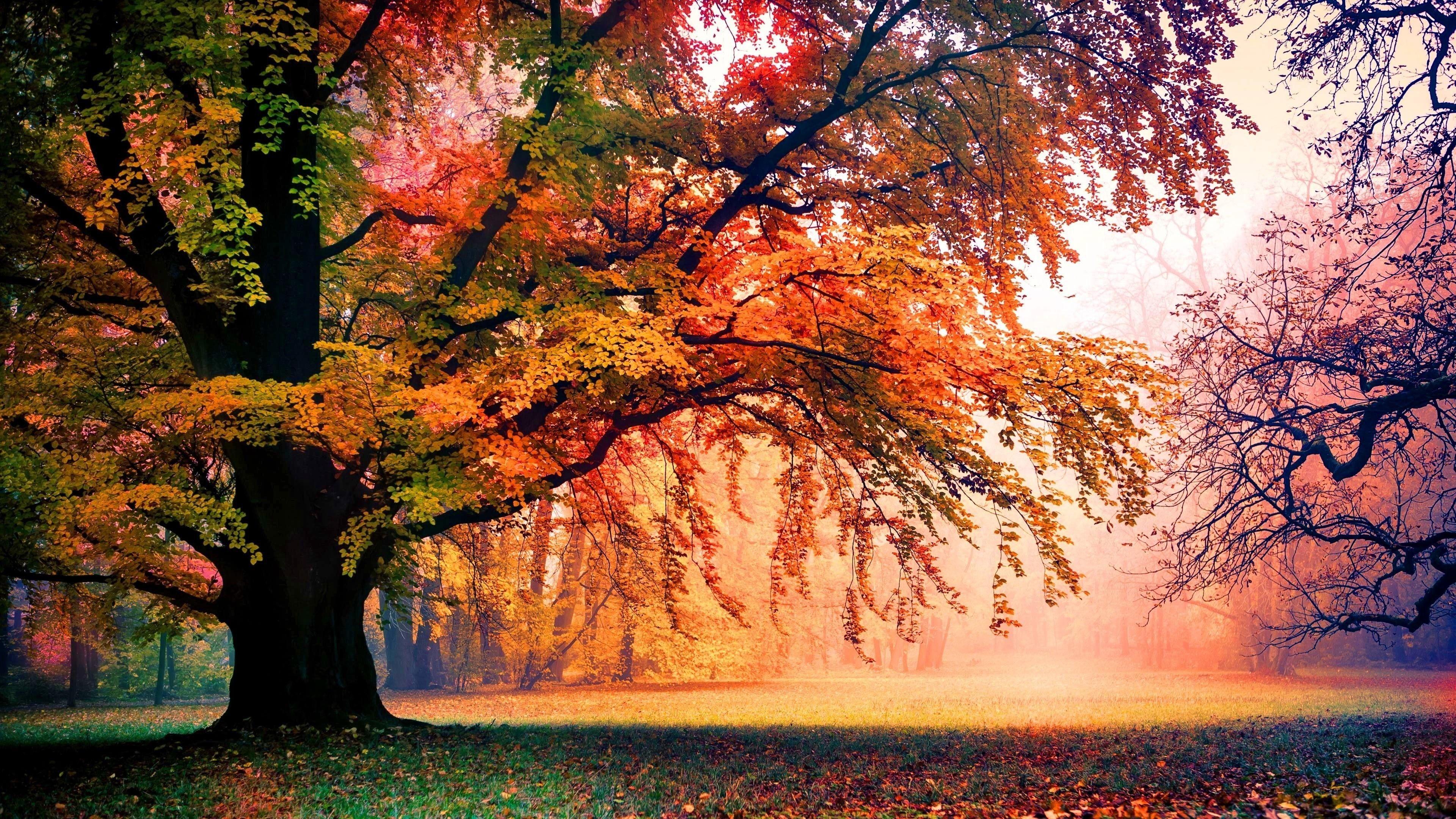 ORANGE Autumn forest colorful fall autumn brown orange trees leaf  tree HD wallpaper  Peakpx
