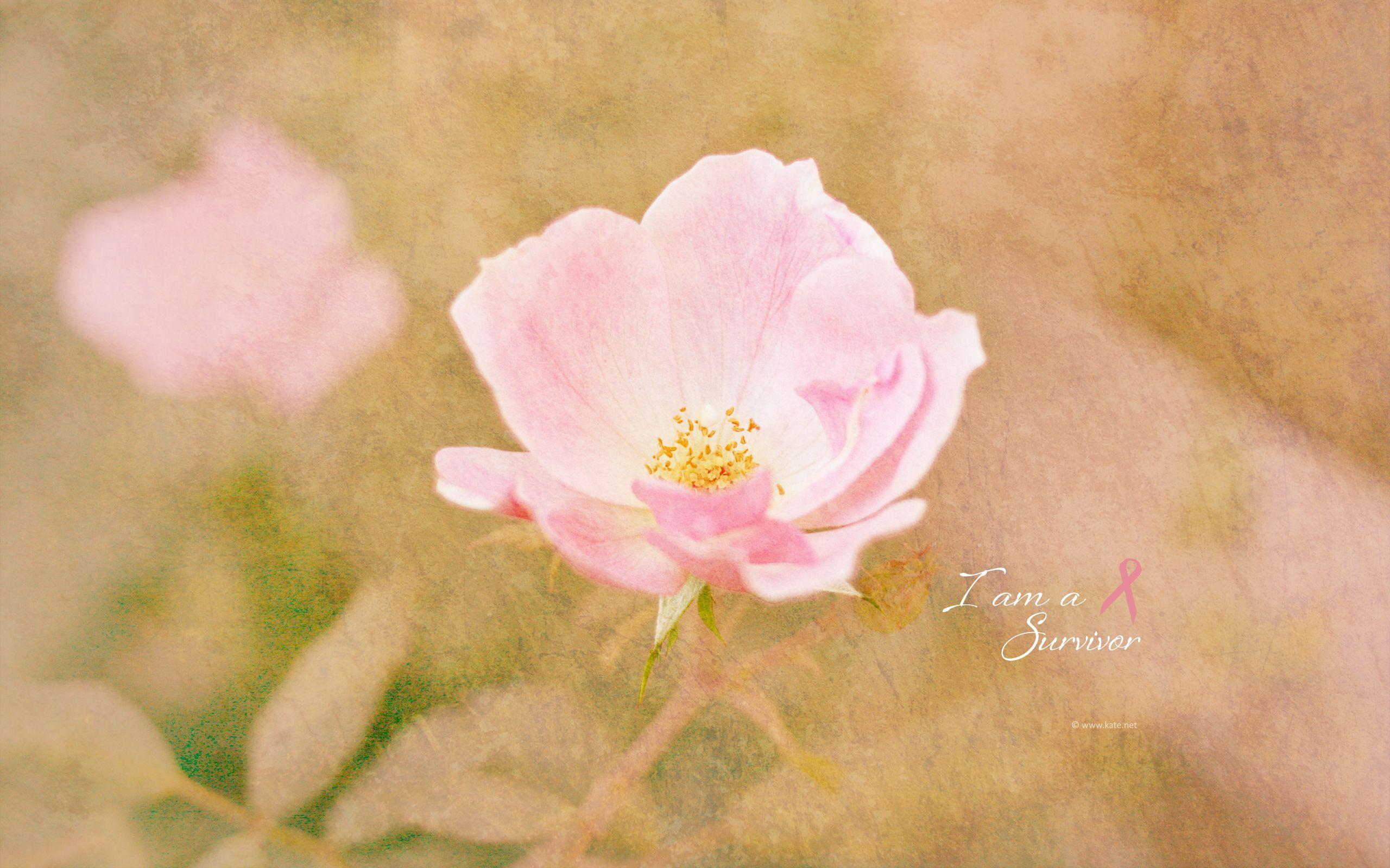 2560x1600 Breast Cancer Awareness Wallpaper by