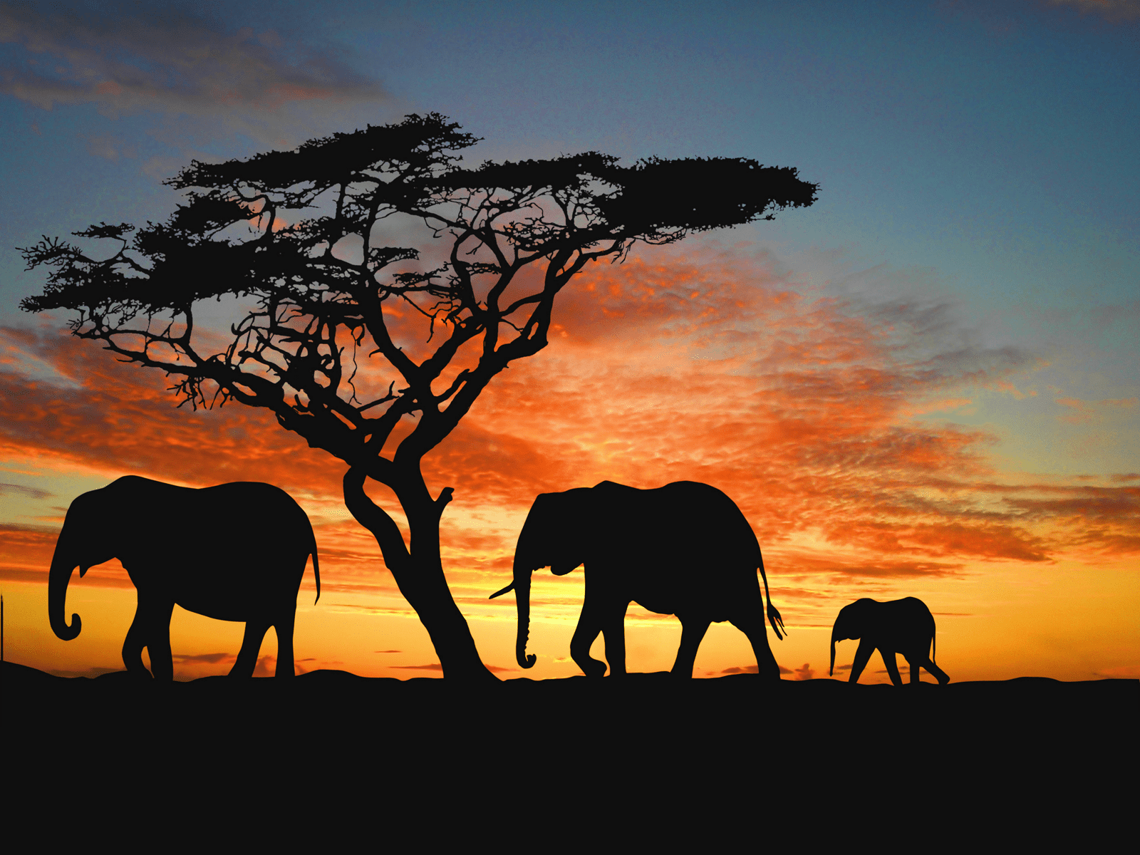 African Elephant Wallpaper Desktop