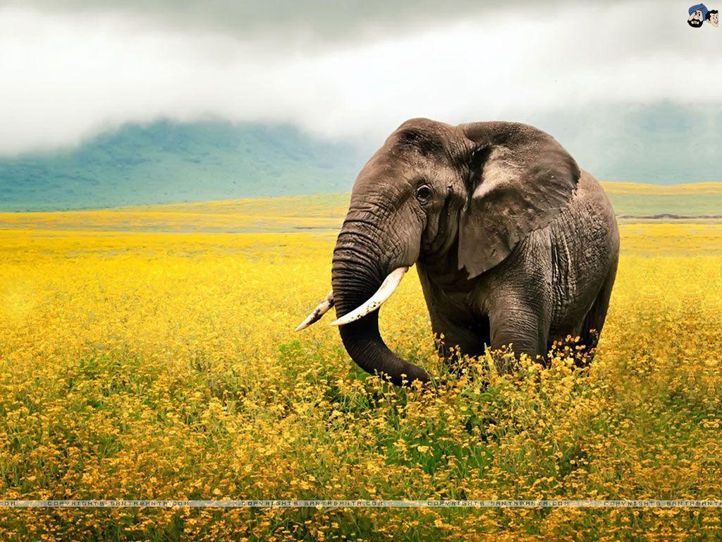 1024x768 Elephants Wallpaper
