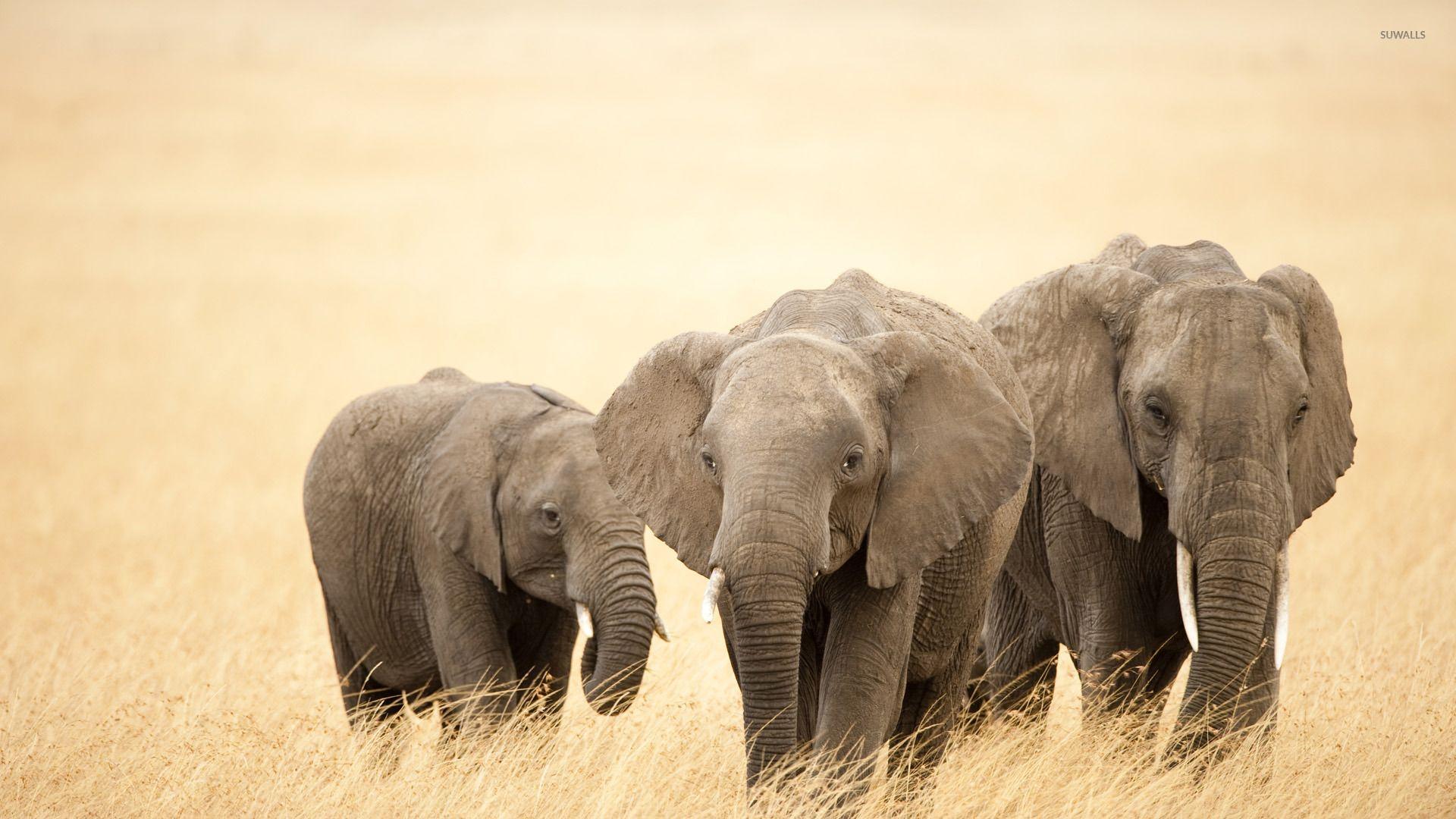 1920x1080 Elephants wallpaper wallpaper
