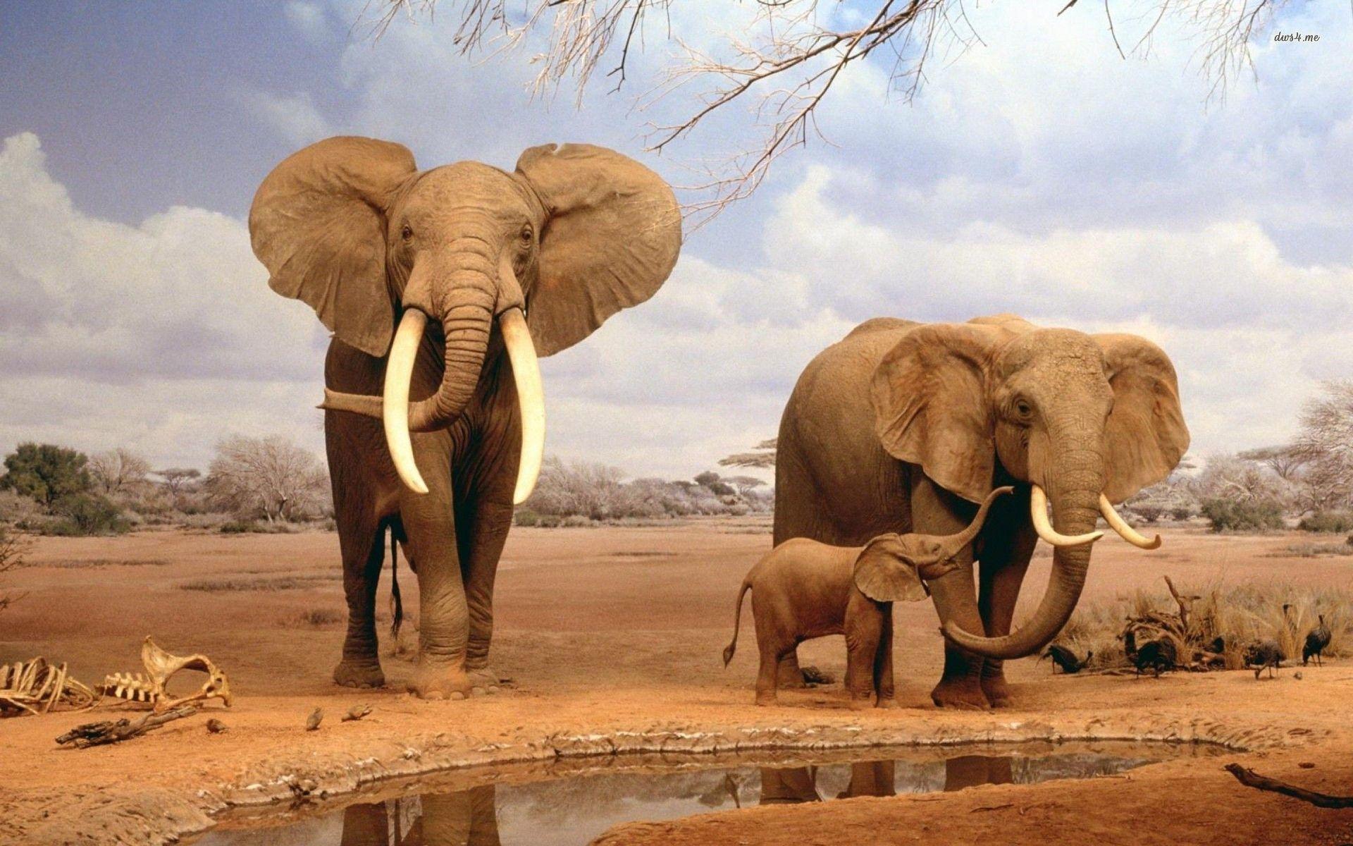 1920x1200 Elephant Wallpaper
