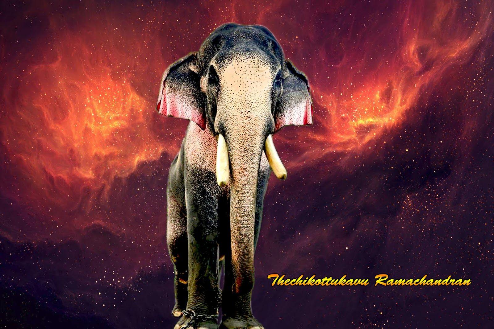 Named Temple Elephants of Kerala/India:Elephant Facts and photos|Pixelshots