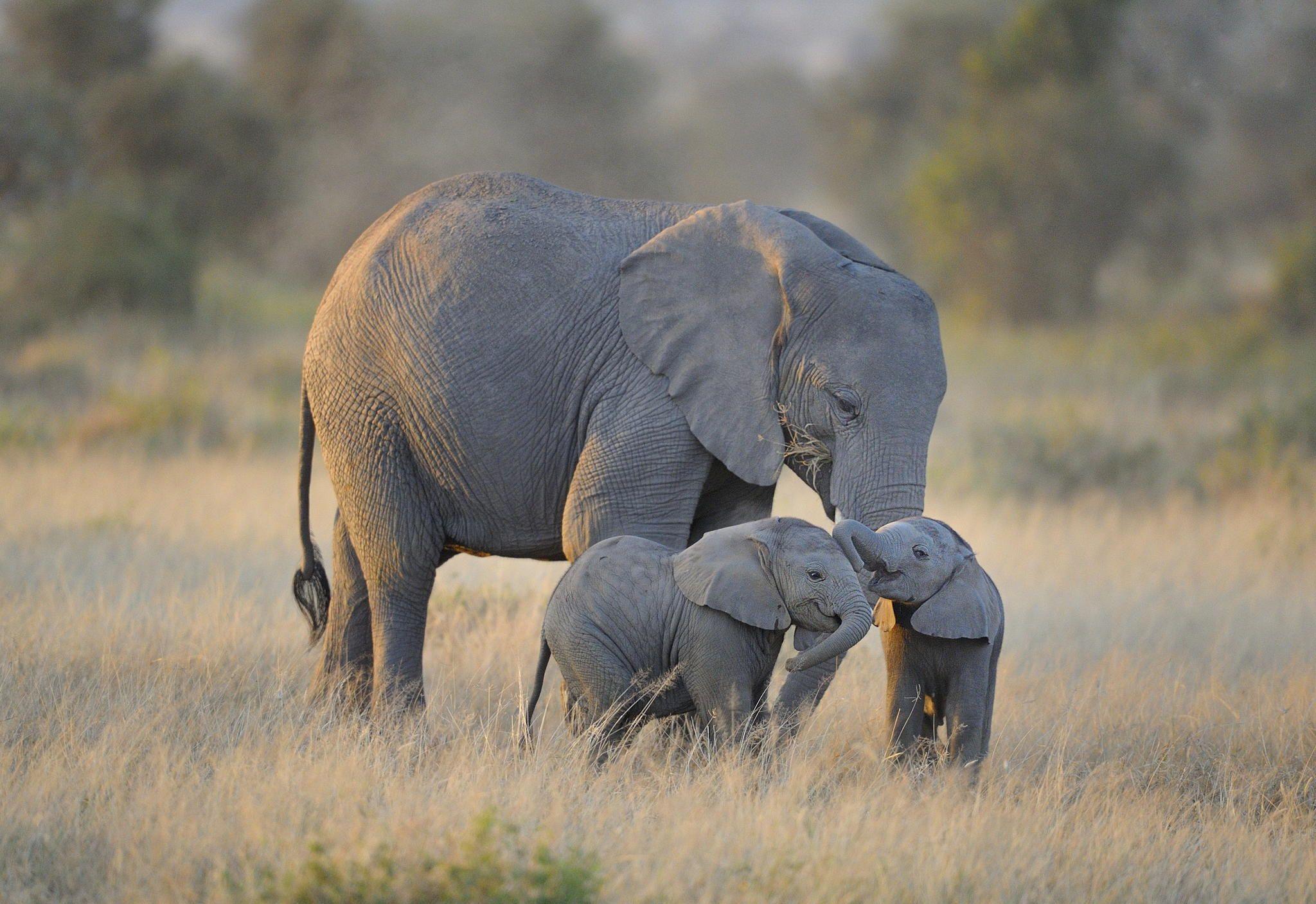 2048x1407 Cute & Funny Baby Elephant Image That Will Brighten Up Your