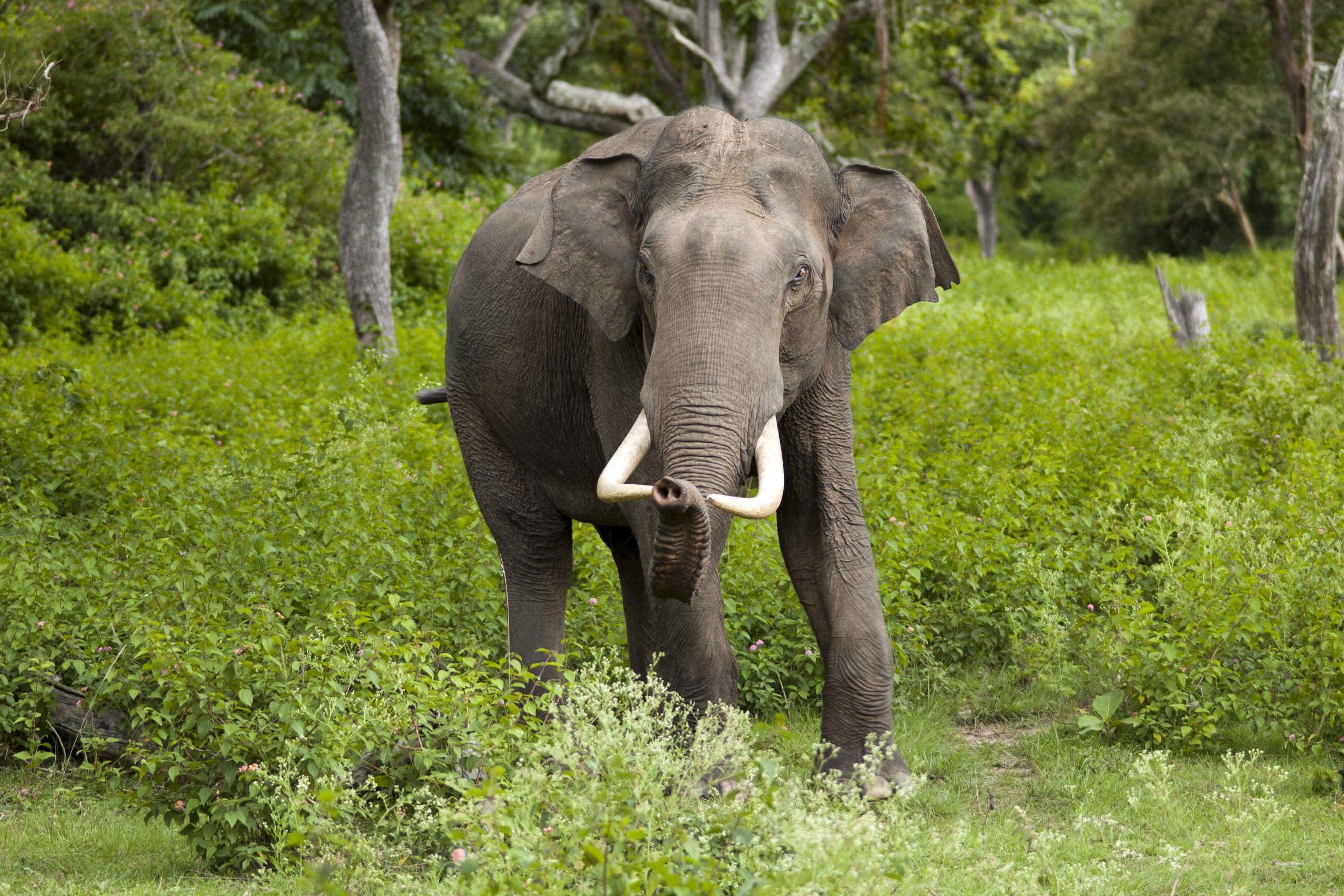 2598x1732 Animals Asian Elephant Photo HD Wallpaper Download