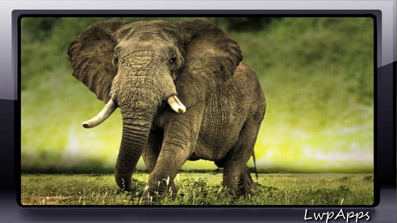 1280x720 Elephant Wallpaper for Android