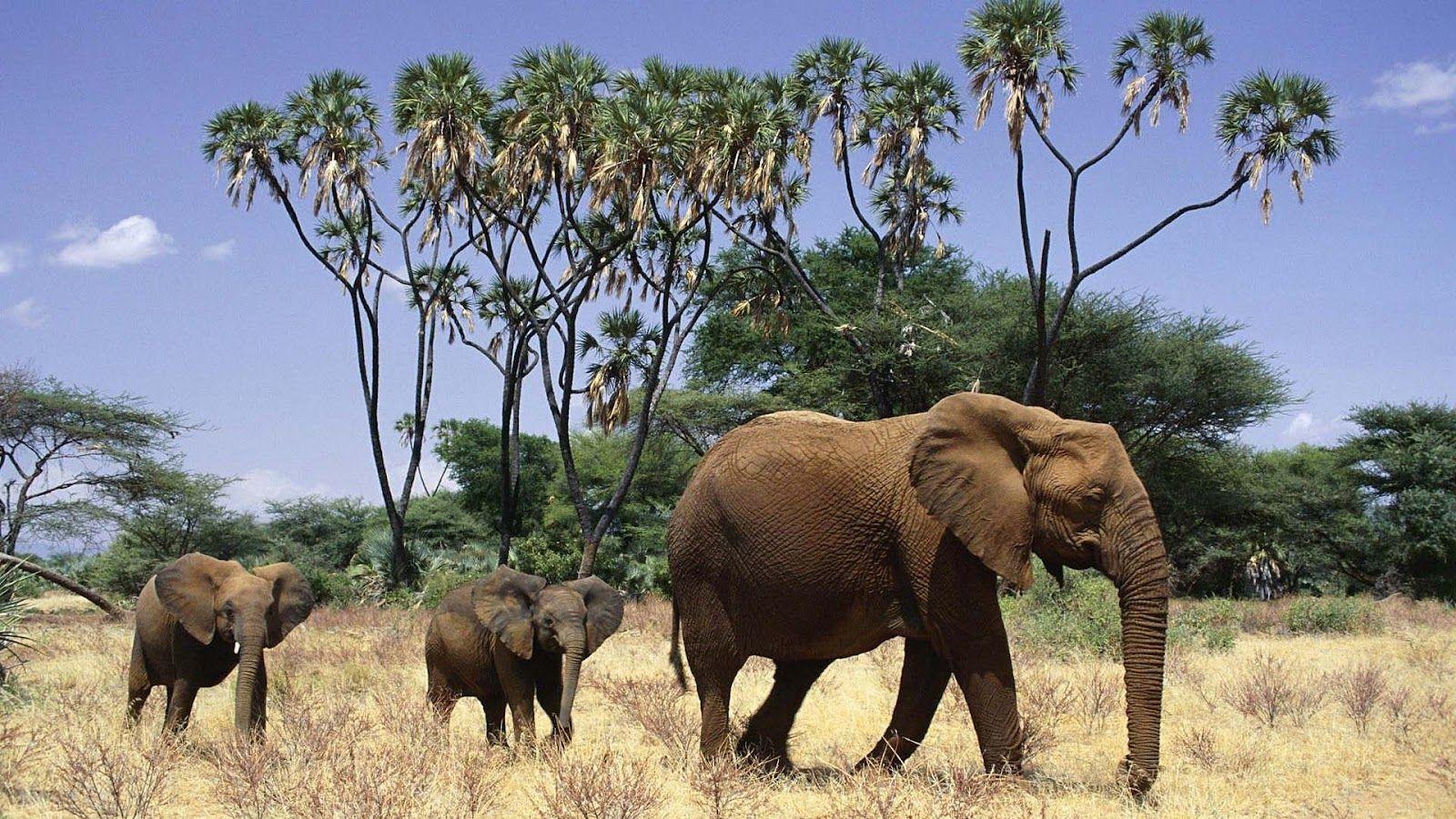 African Animals Wallpapers Top Free African Animals Backgrounds